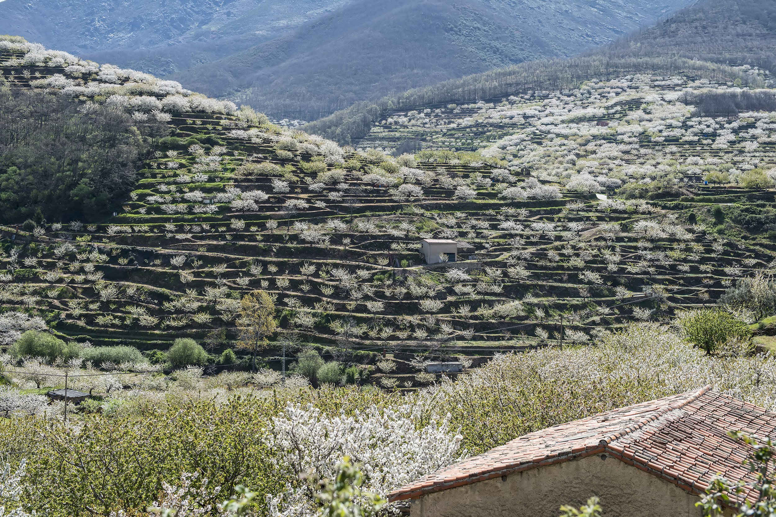 Cherry Blossoms in Jerte Valley, Spain