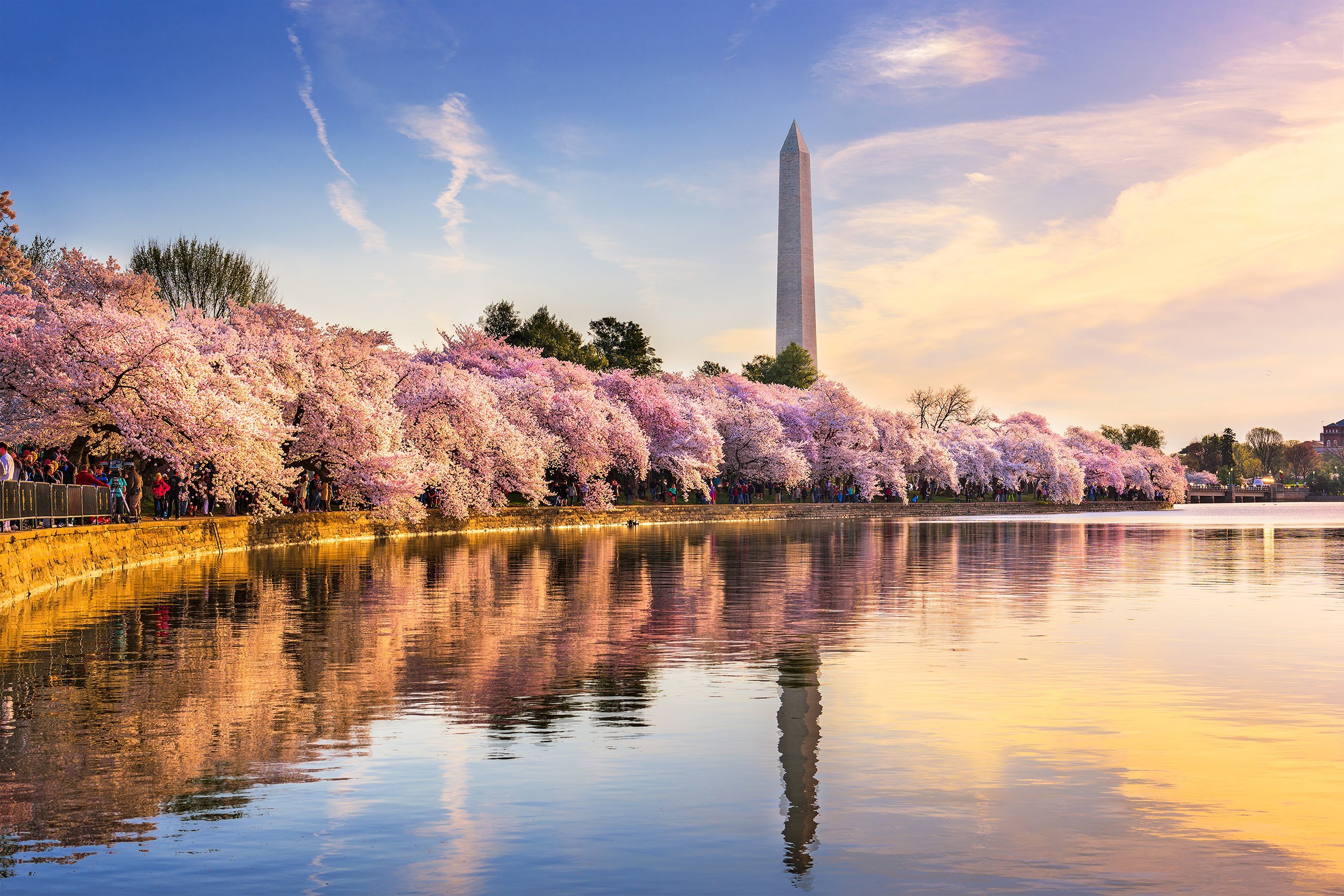 Cherry Blossoms in Washington, D.C.