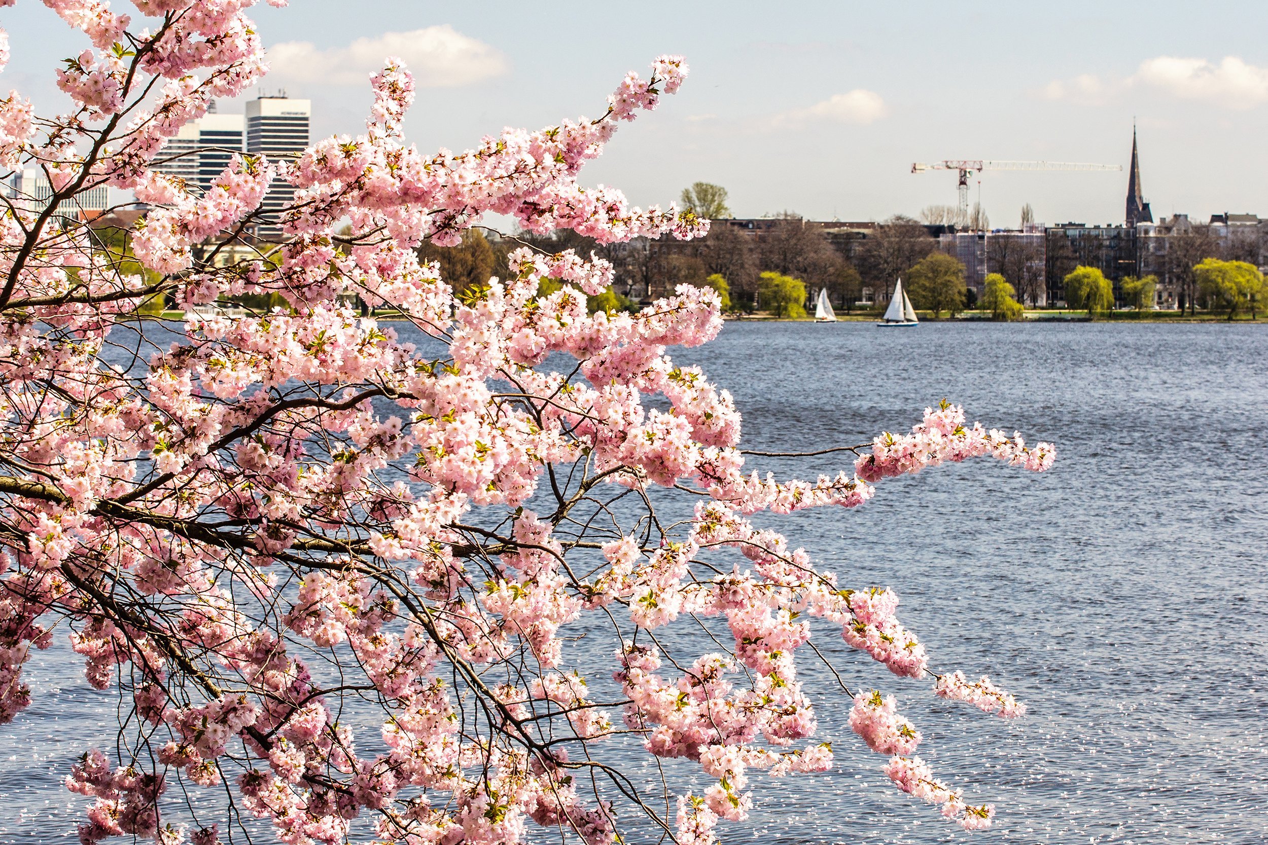 Cherry Blossoms in Hamburg, Germany