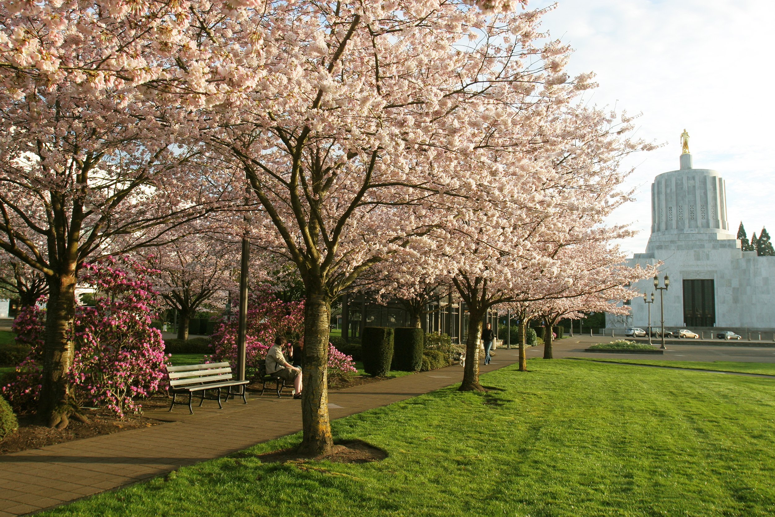 Cherry Blossoms in Salem, OR