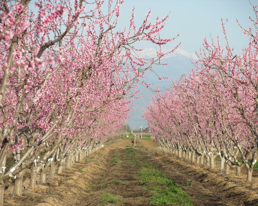 Cherry Blossoms on the Fresno County Blossom Trail