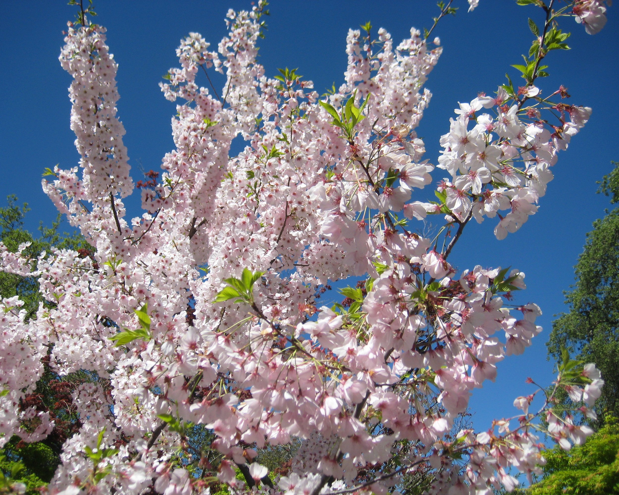 Cherry Blossoms in Saratoga, CA