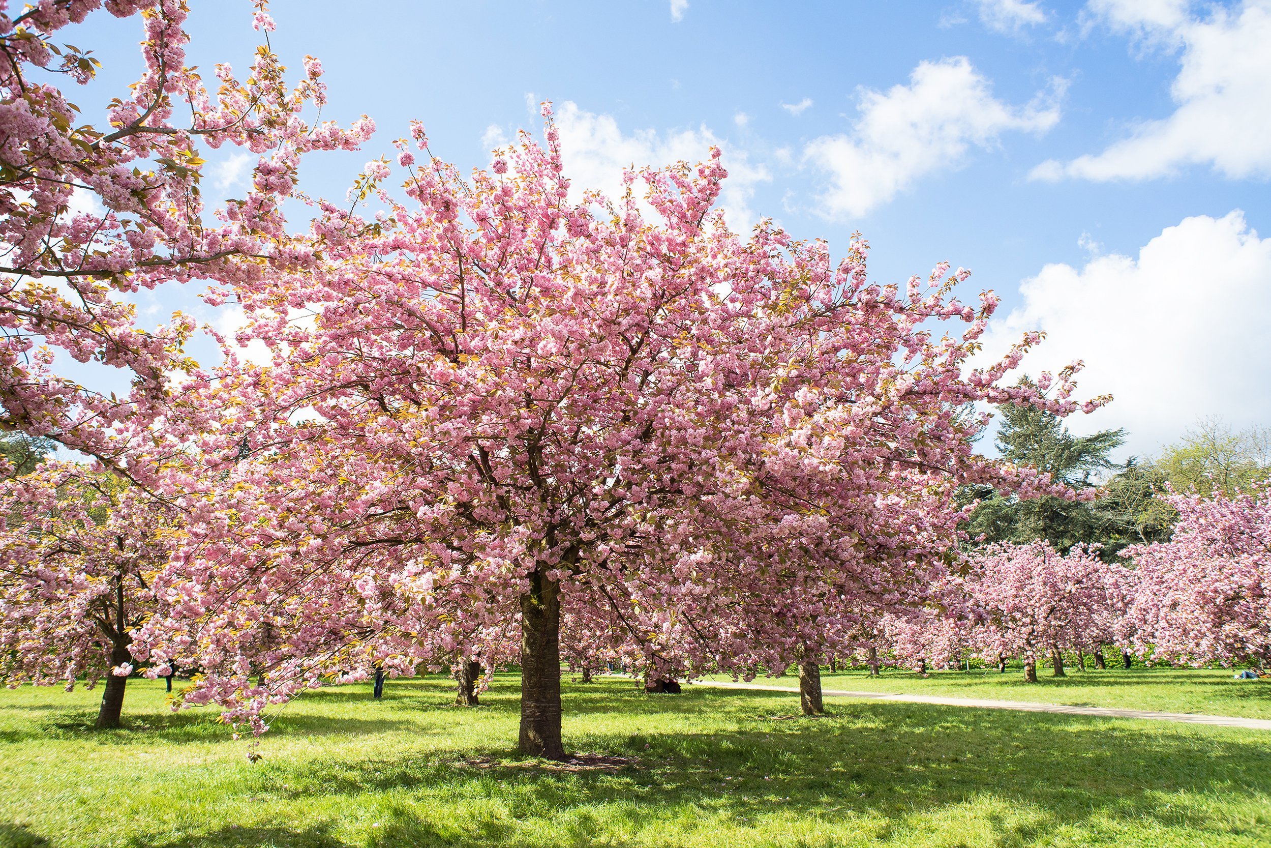 Cherry Blossoms in Paris