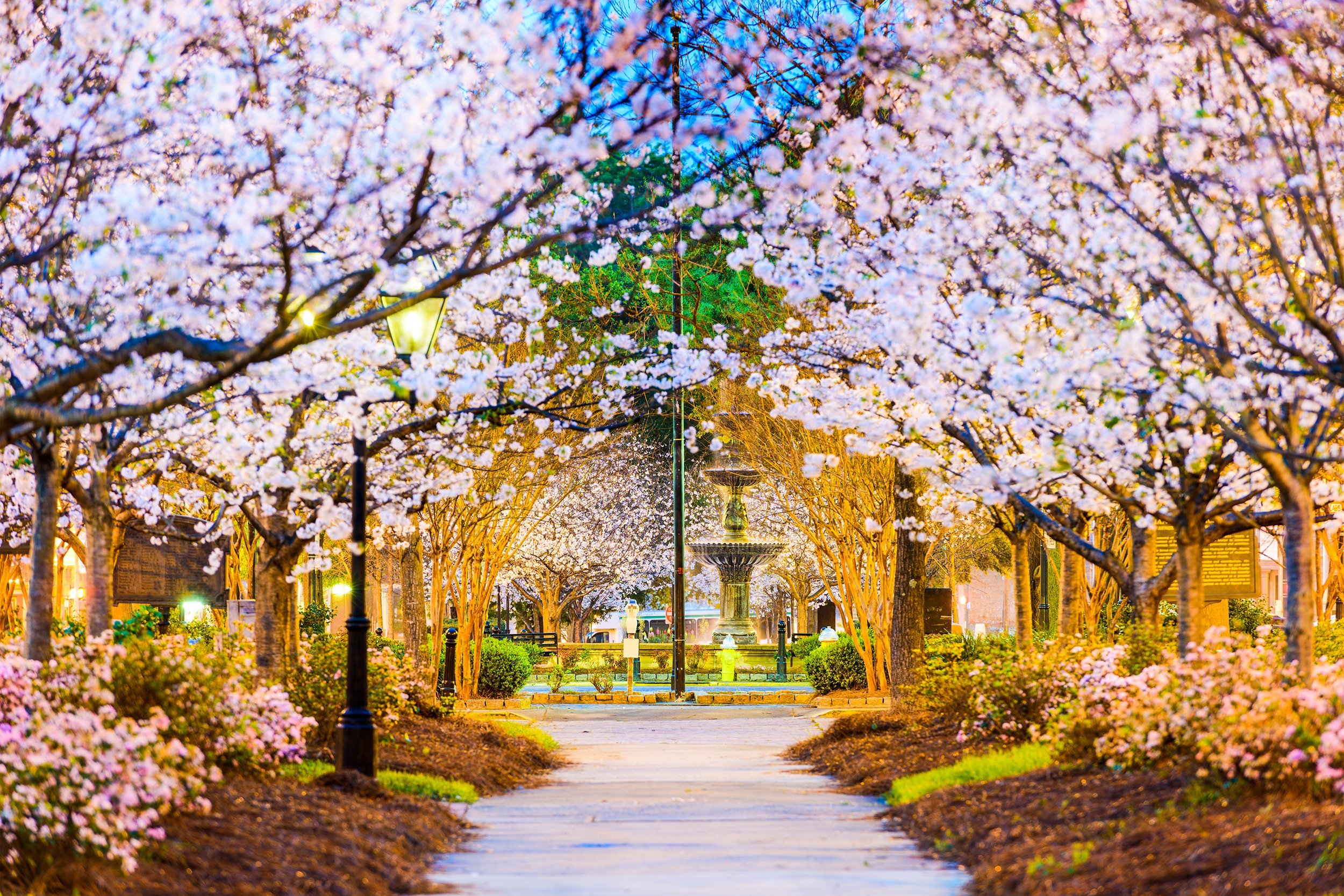 Cherry Blossoms in Macon, GA