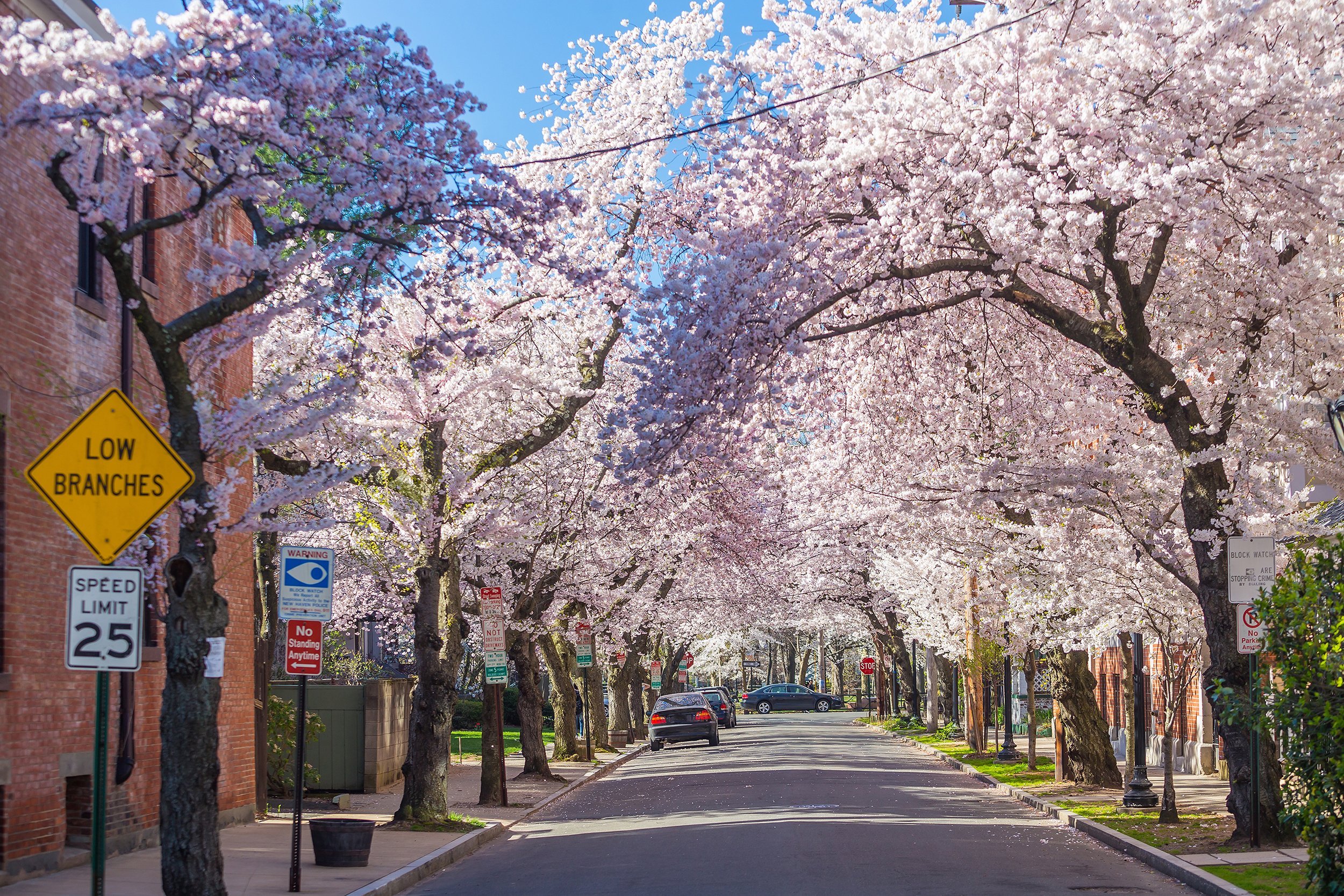 Cherry Blossoms in New Haven, CT