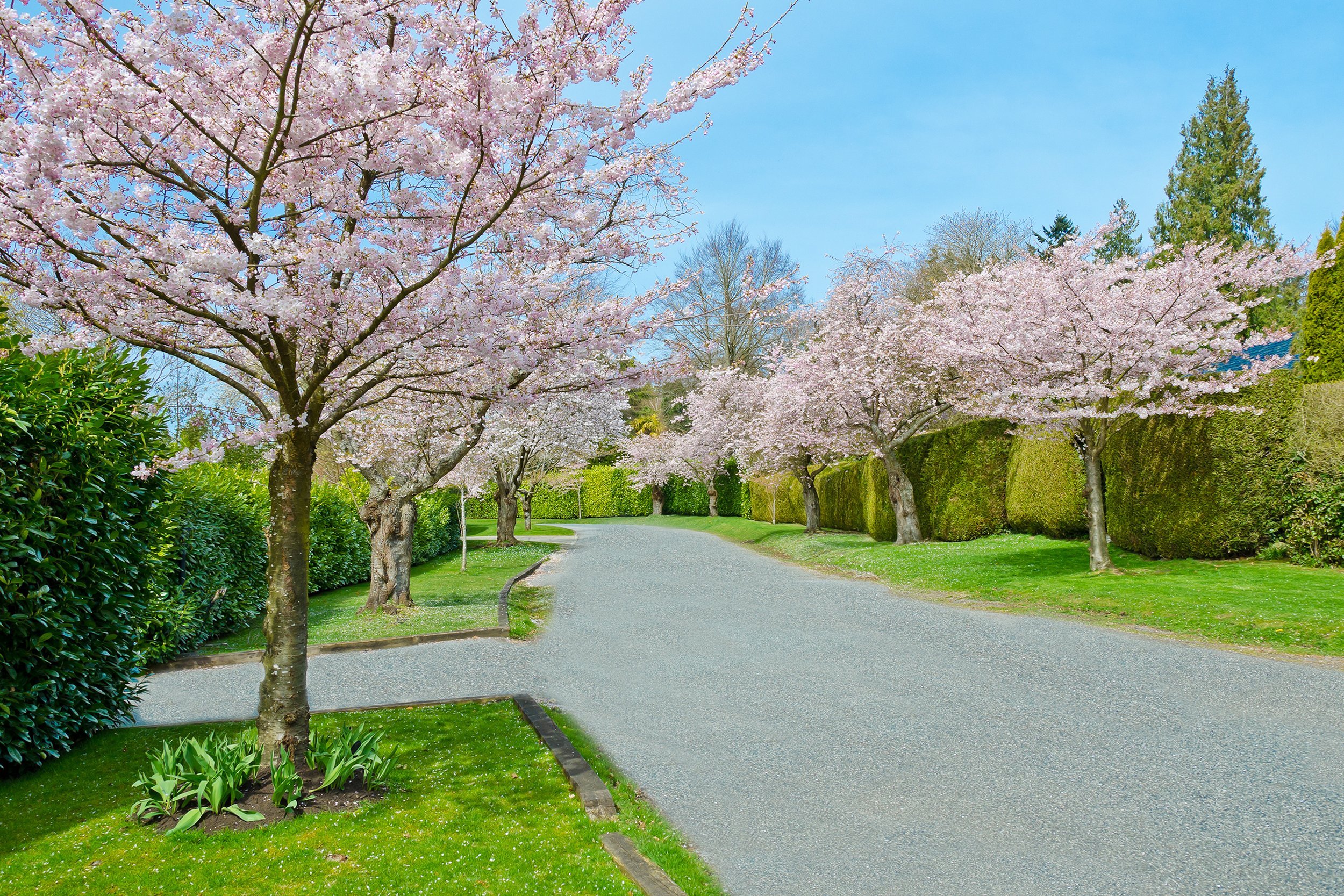 Cherry Blossoms in Vancouver, British Columbia