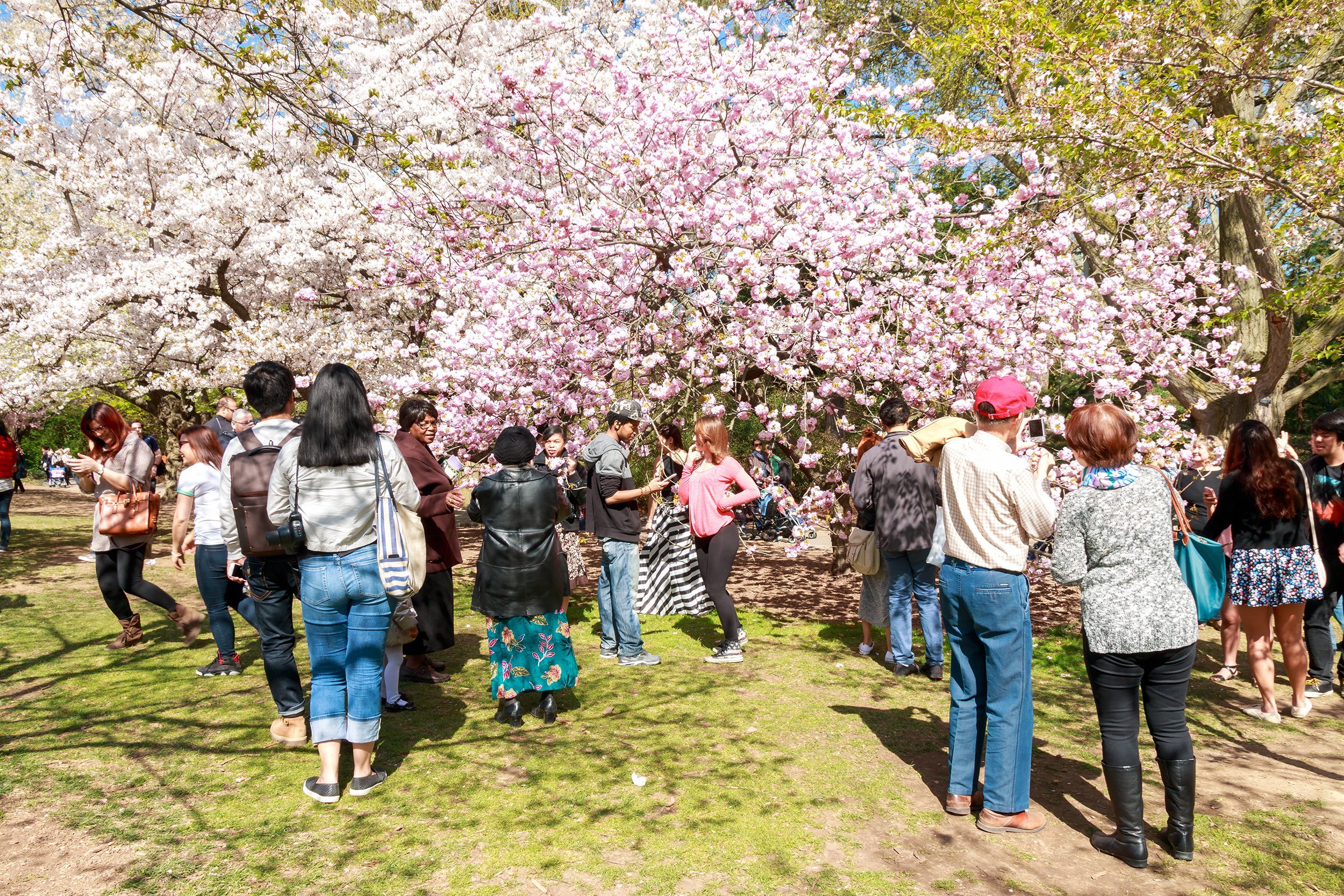 Cherry Blossoms at the Brooklyn Botanic Garden in New York City