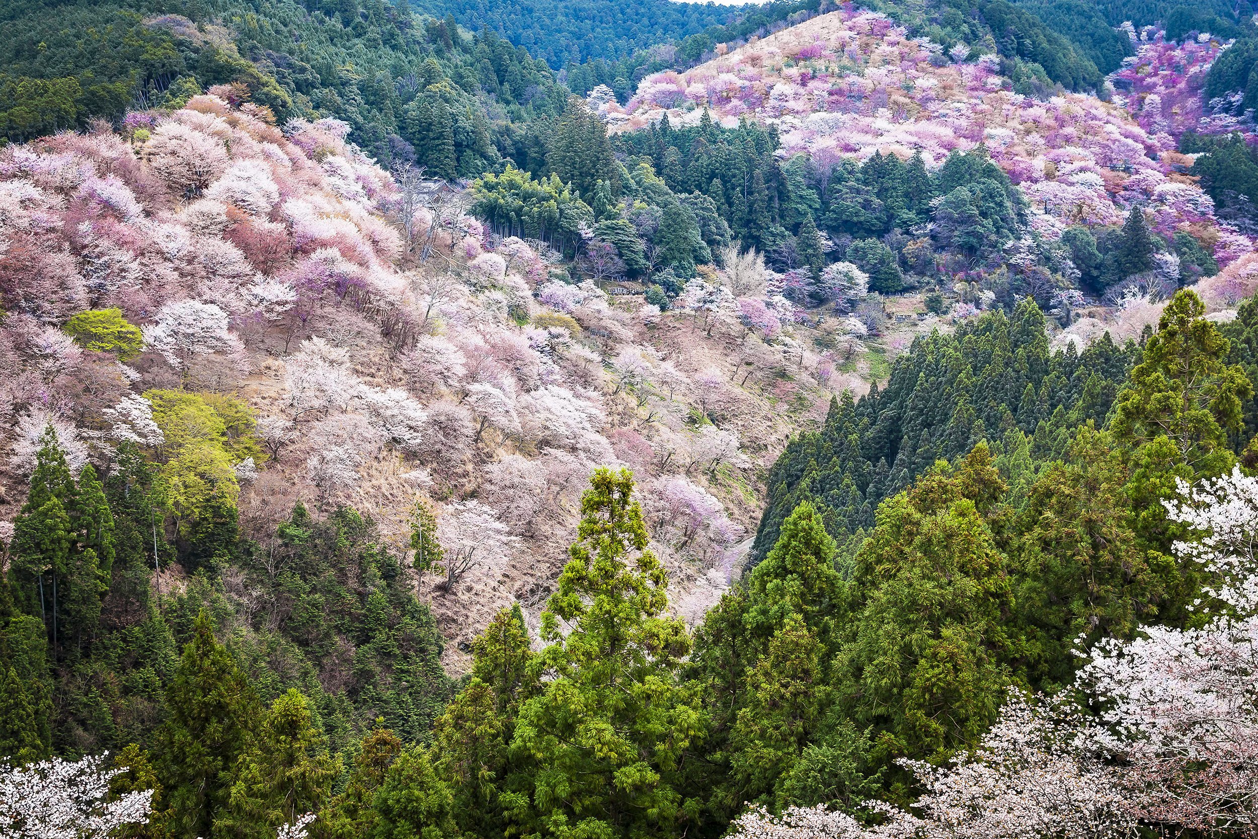 Cherry Blossoms at Mount Yoshino, Japan