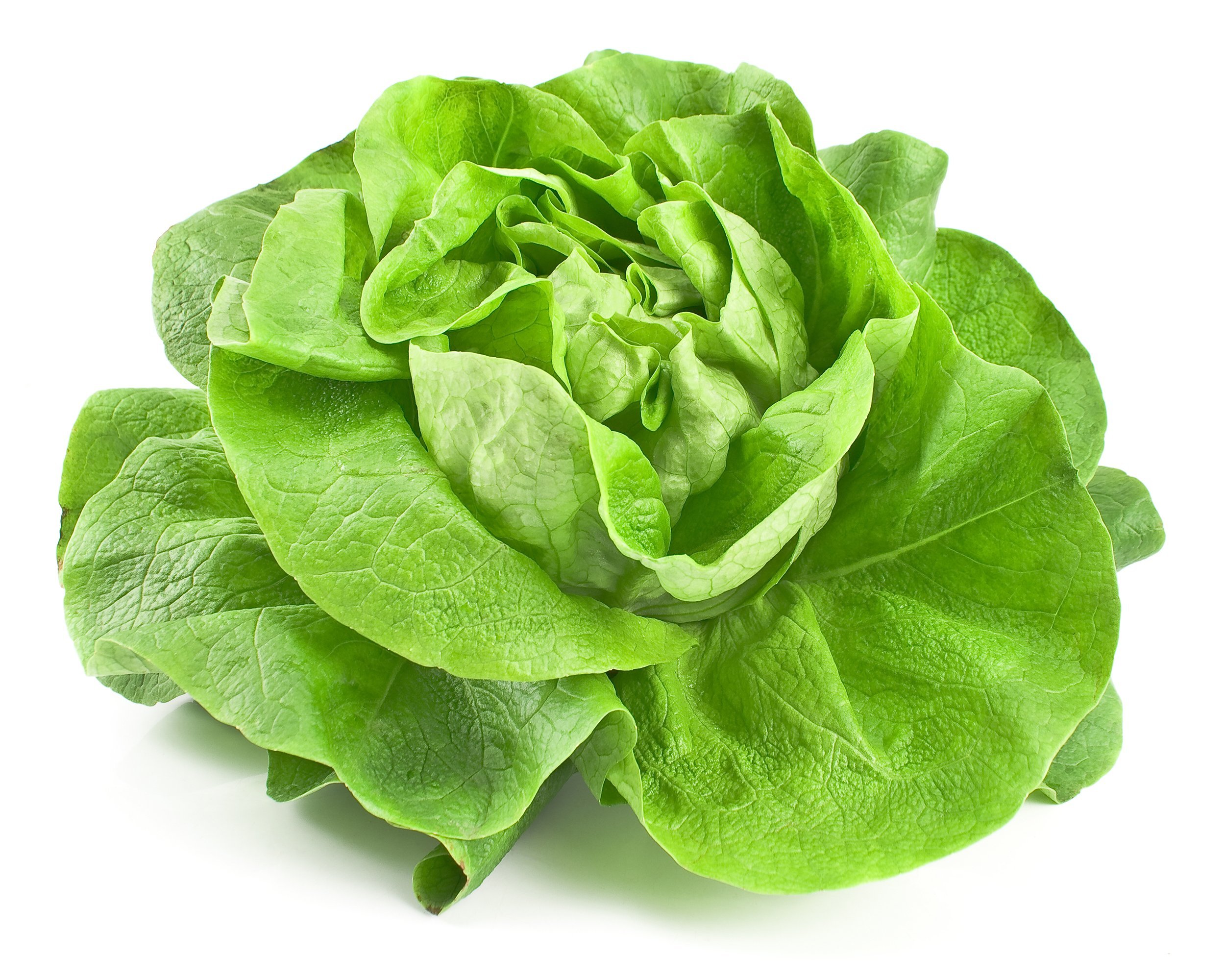 fresh lettuce