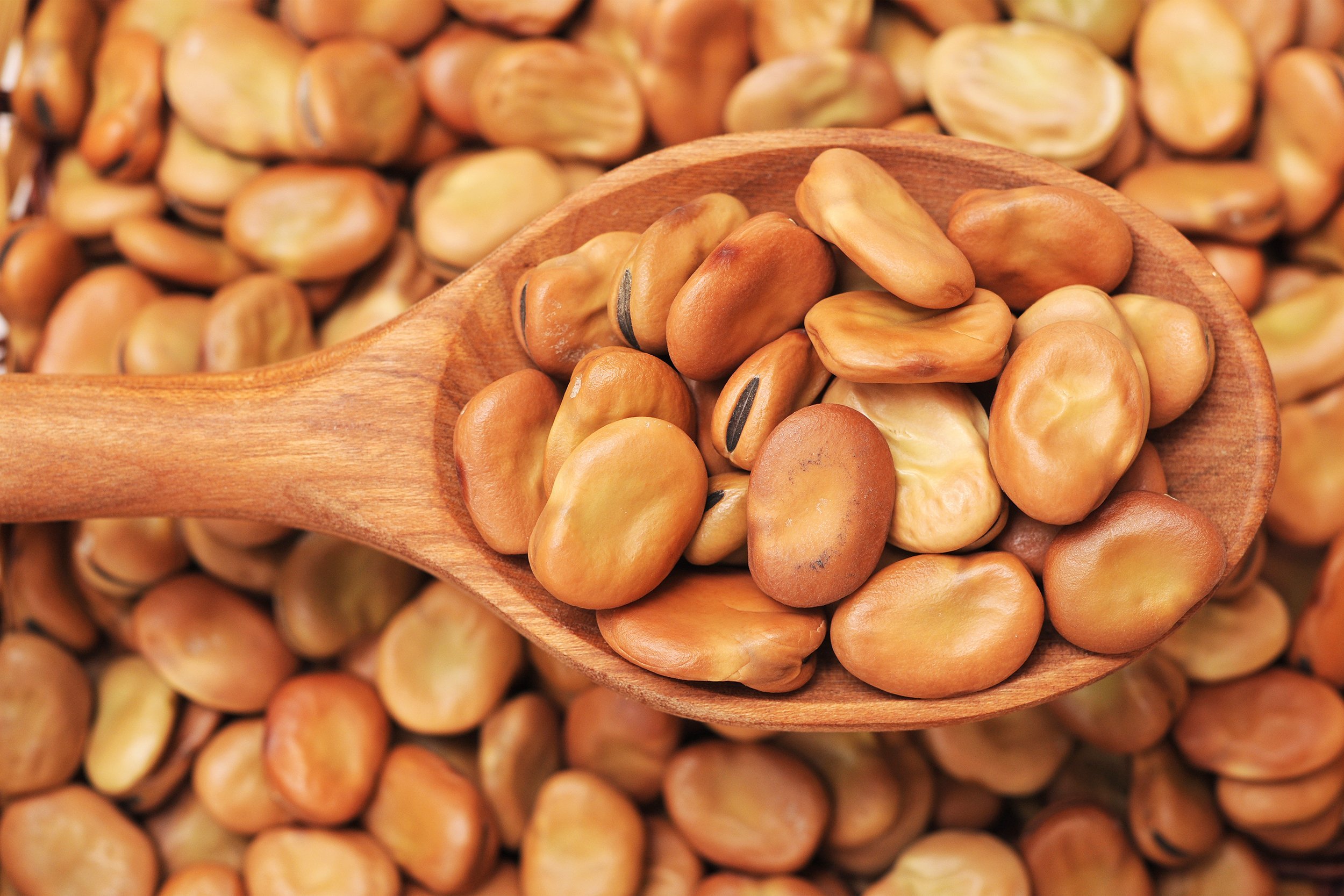 fava beans in wooden spoon with beans in the background