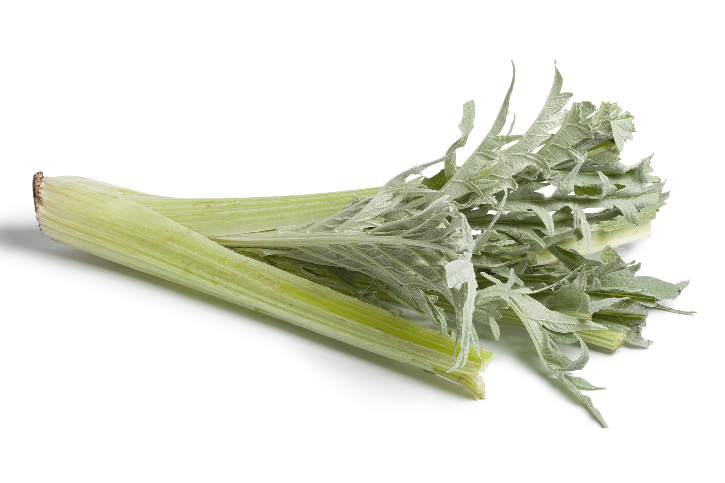 fresh raw cardoon