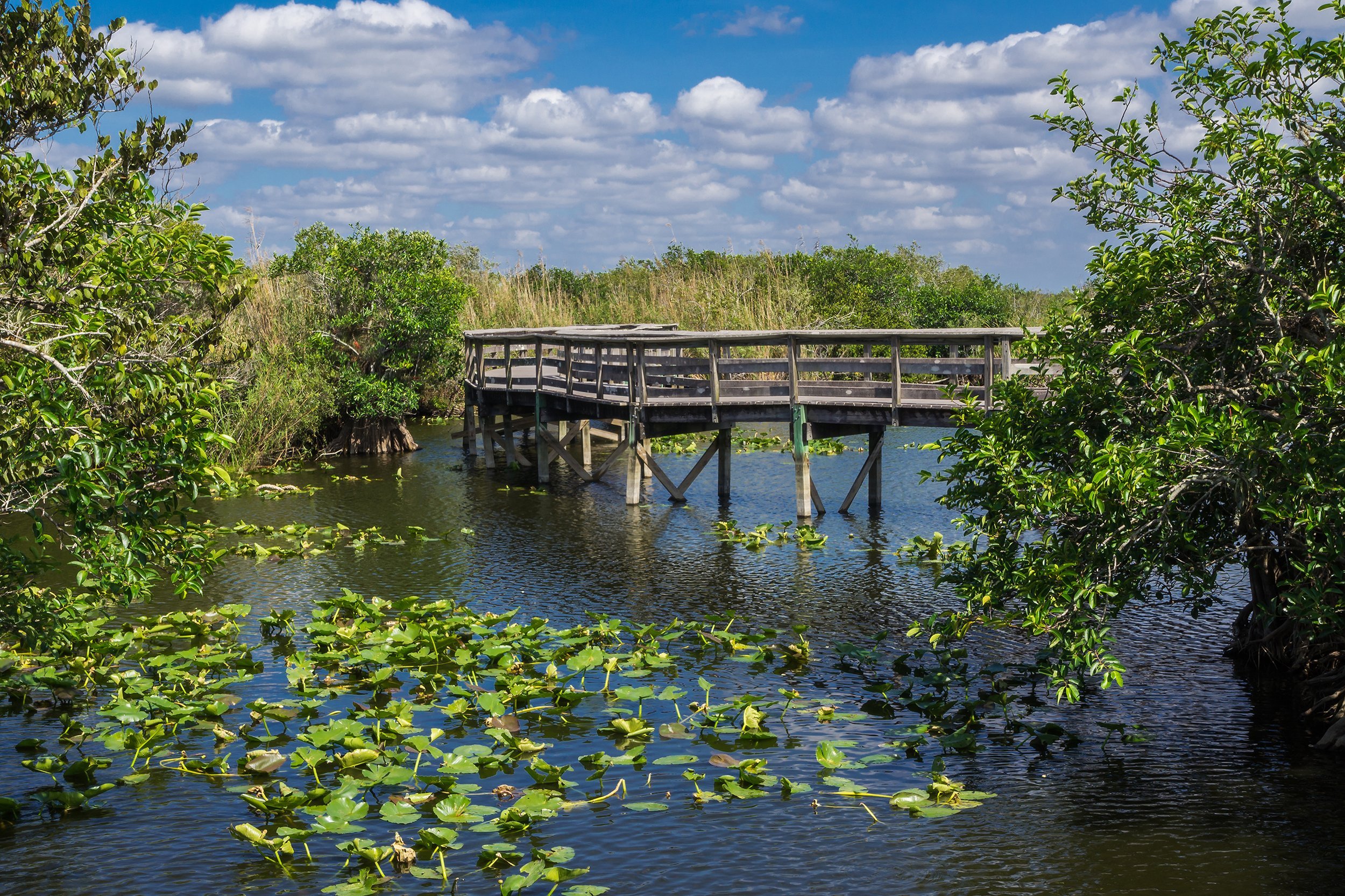 Anhinga Trail Boardwalk through the Everglades National Park, Florida