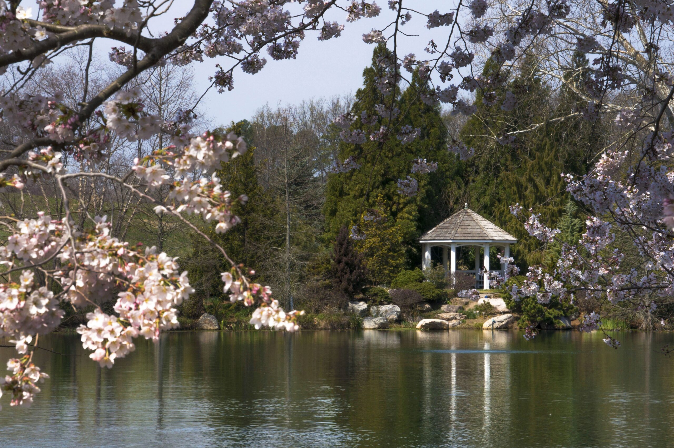Cherry Blossoms at the Lewis Ginter Botanical Garden, Richmond