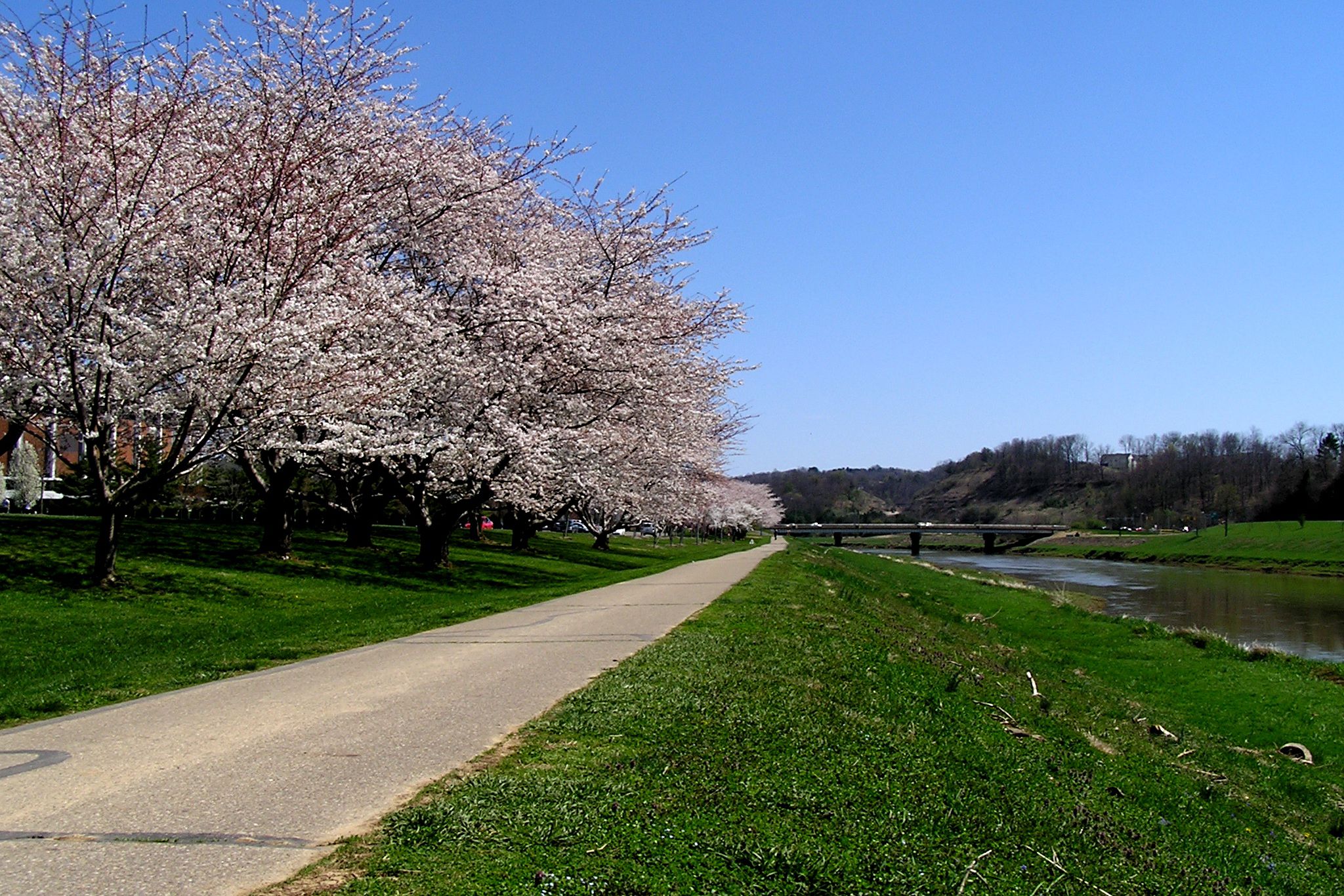 Cherry Blossoms in Athens, OH