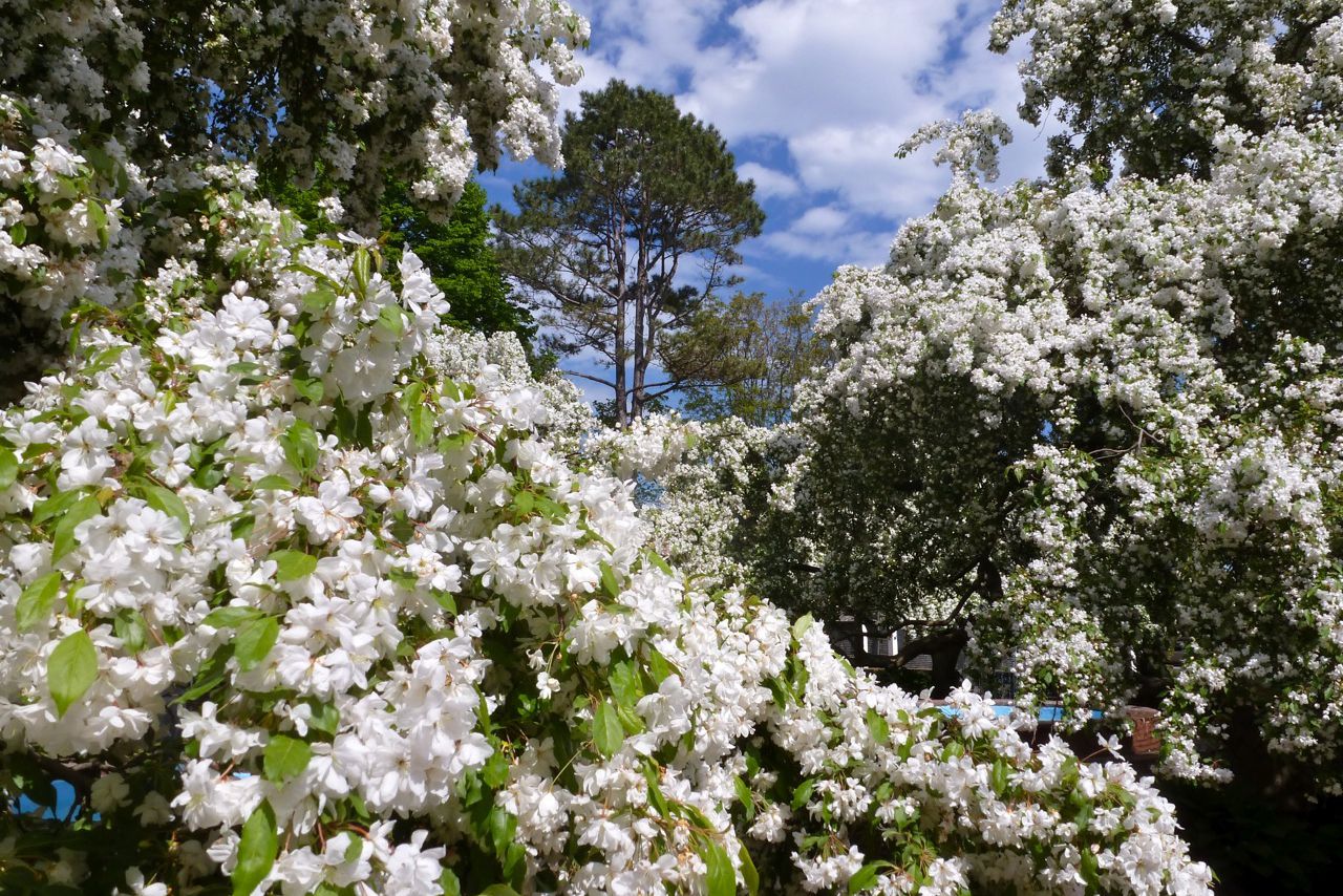 Cherry Blossoms in Portsmouth, NH