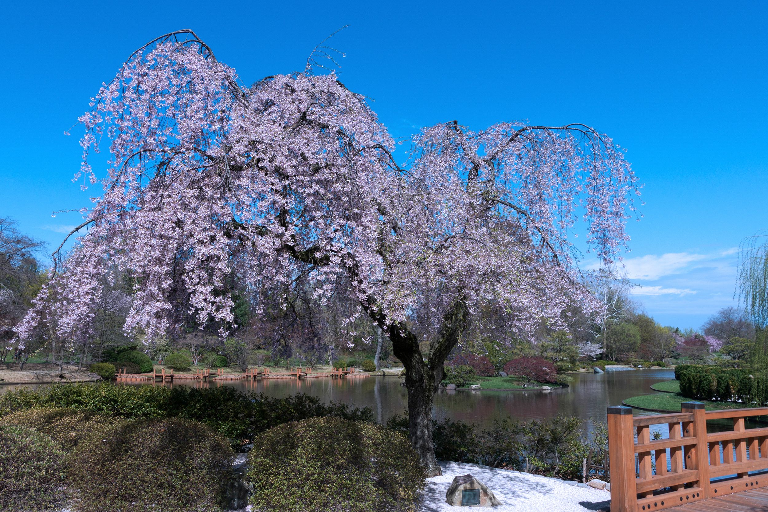 Cherry Blossoms at the Missouri Botanical Garden