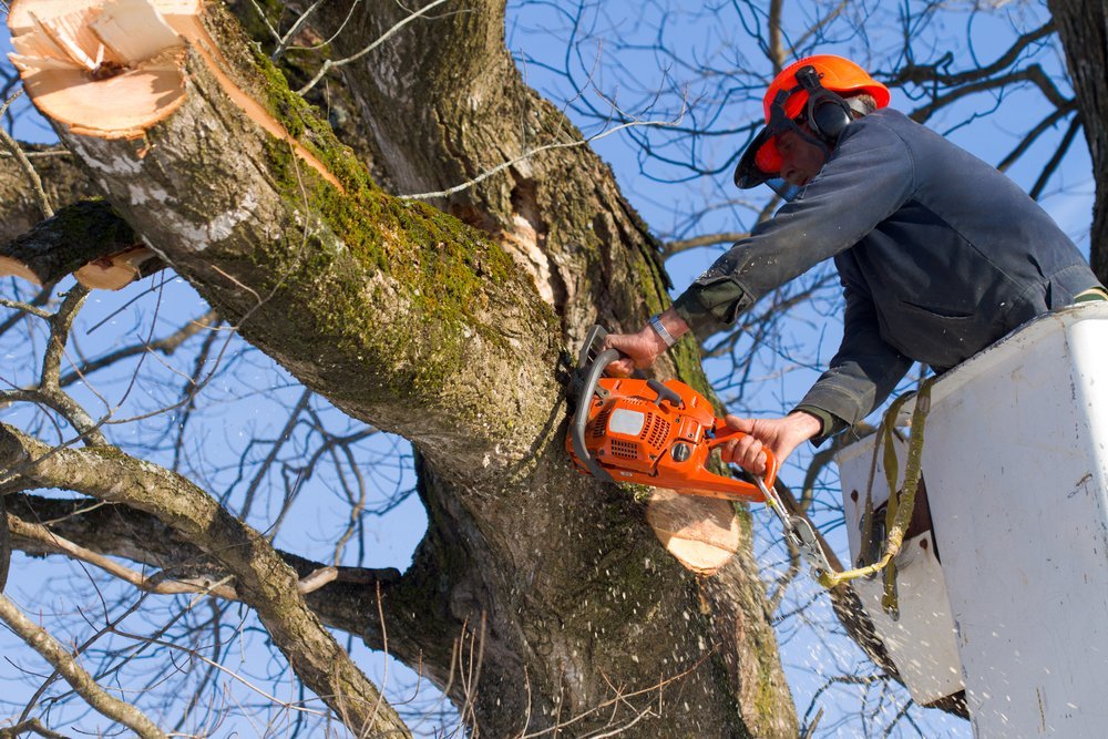 tree surgeon cuts and trims a tree