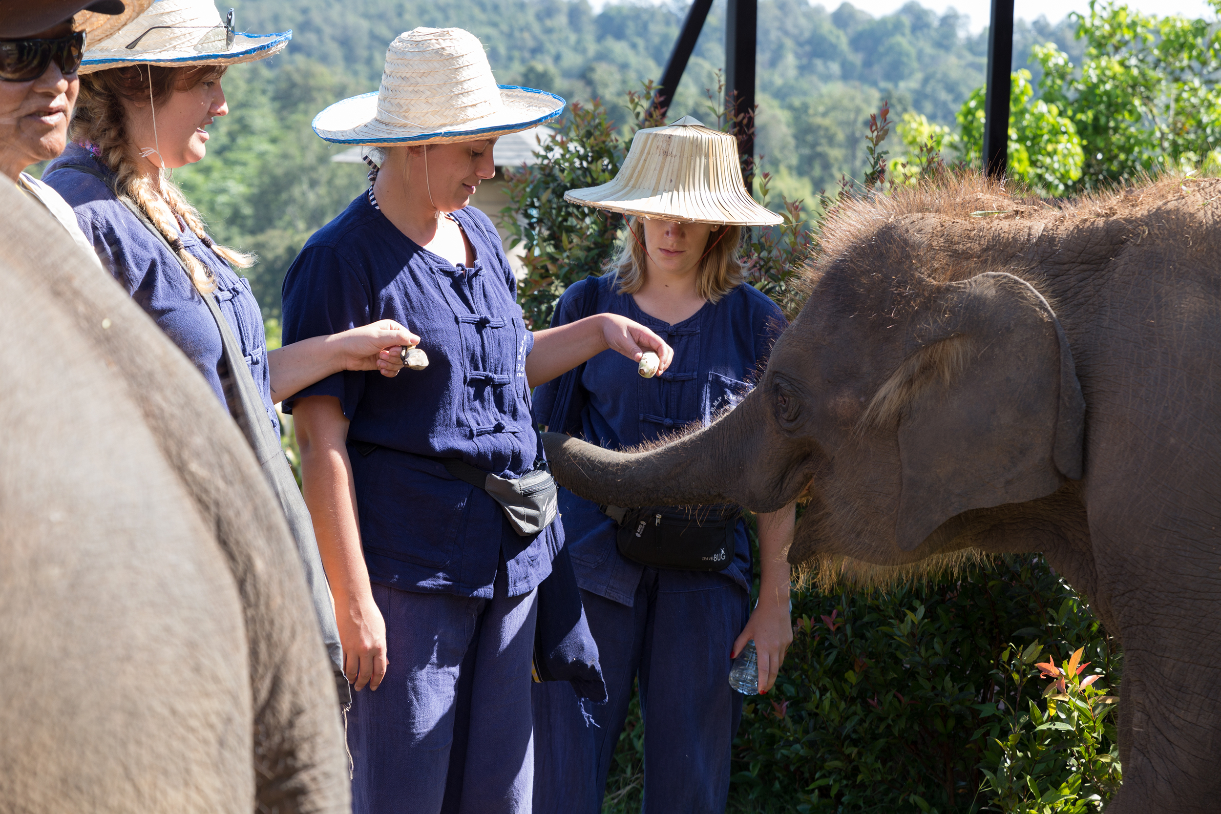 Tourists feeding elephants at a sanctuary