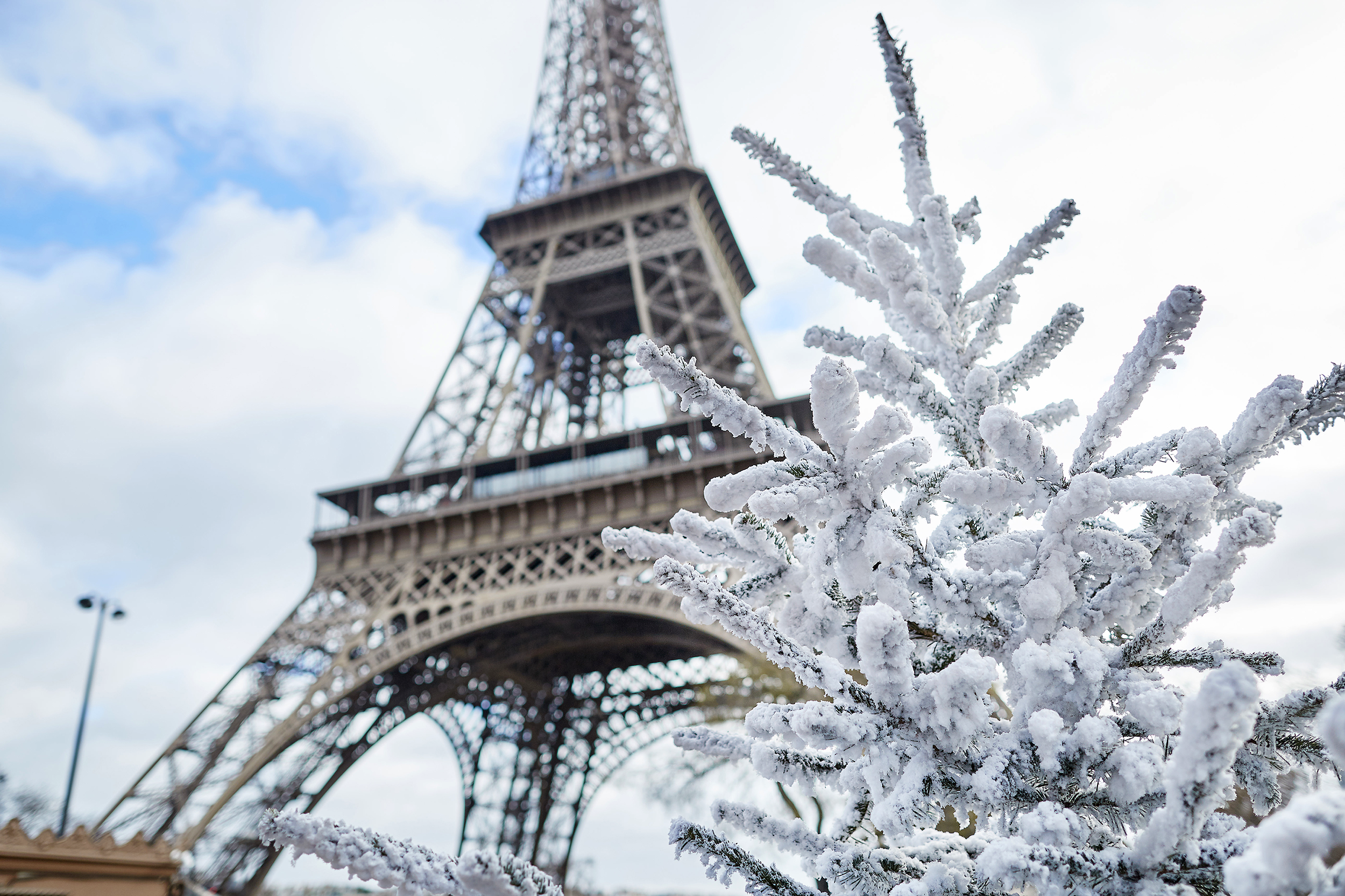 Paris in the winter with Eiffel tower in the background and snow on a pine tree