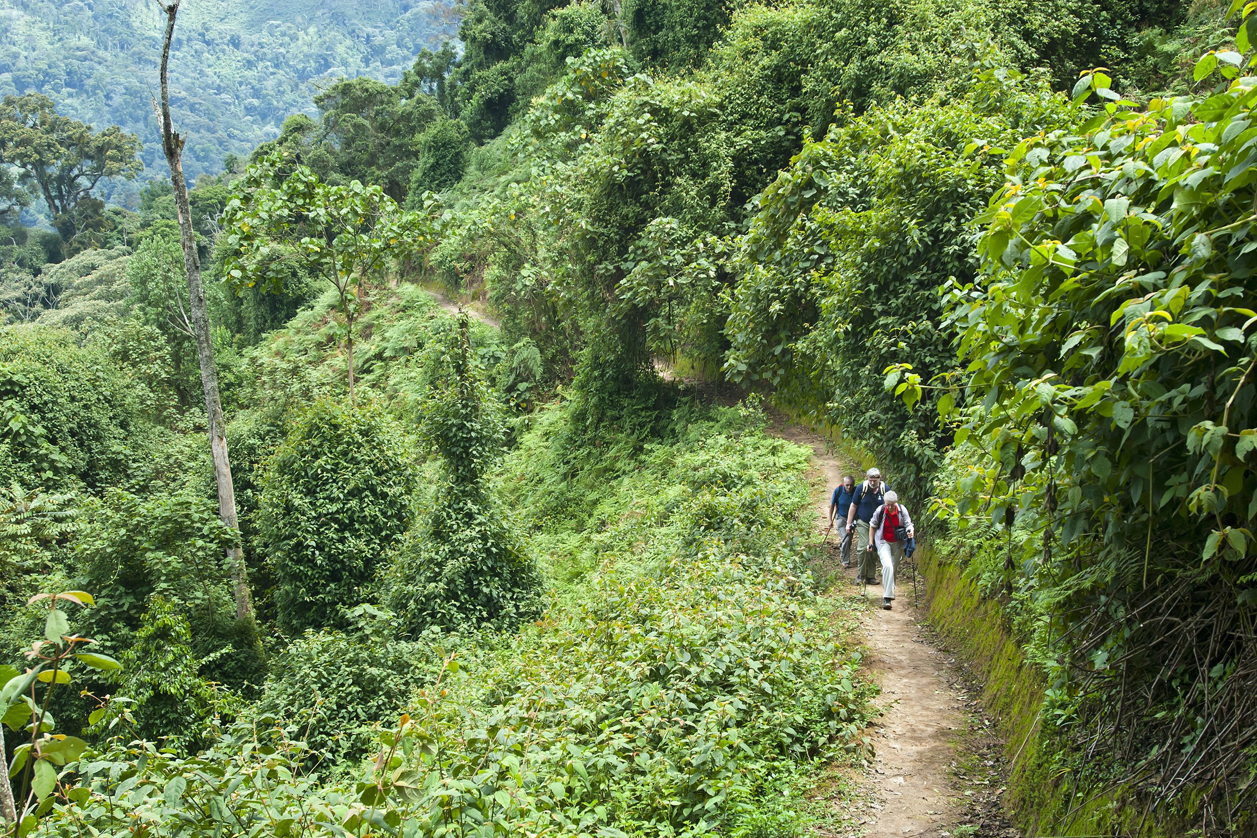 Nyungwe National Park in Rwanda