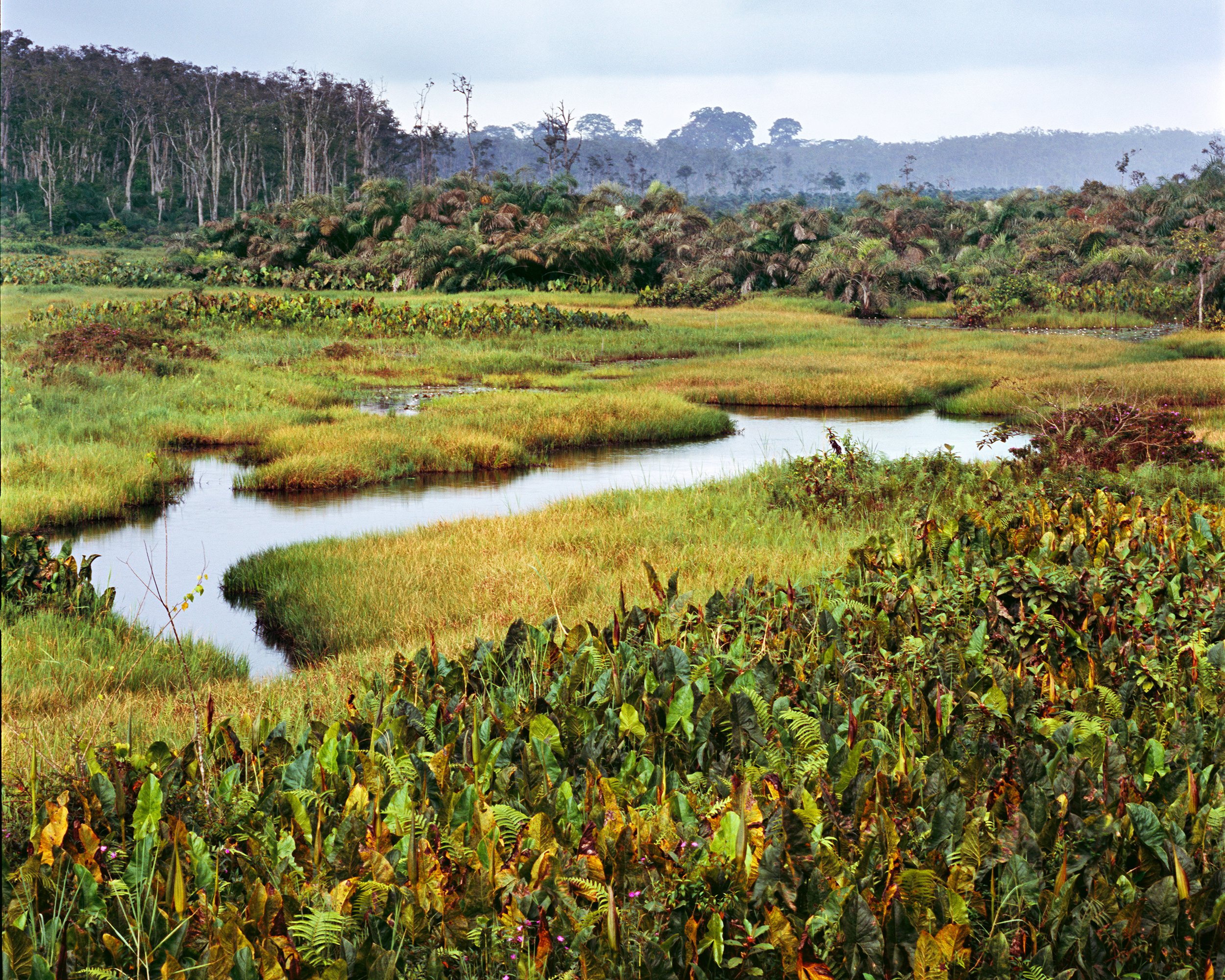 rainforest in Gabon