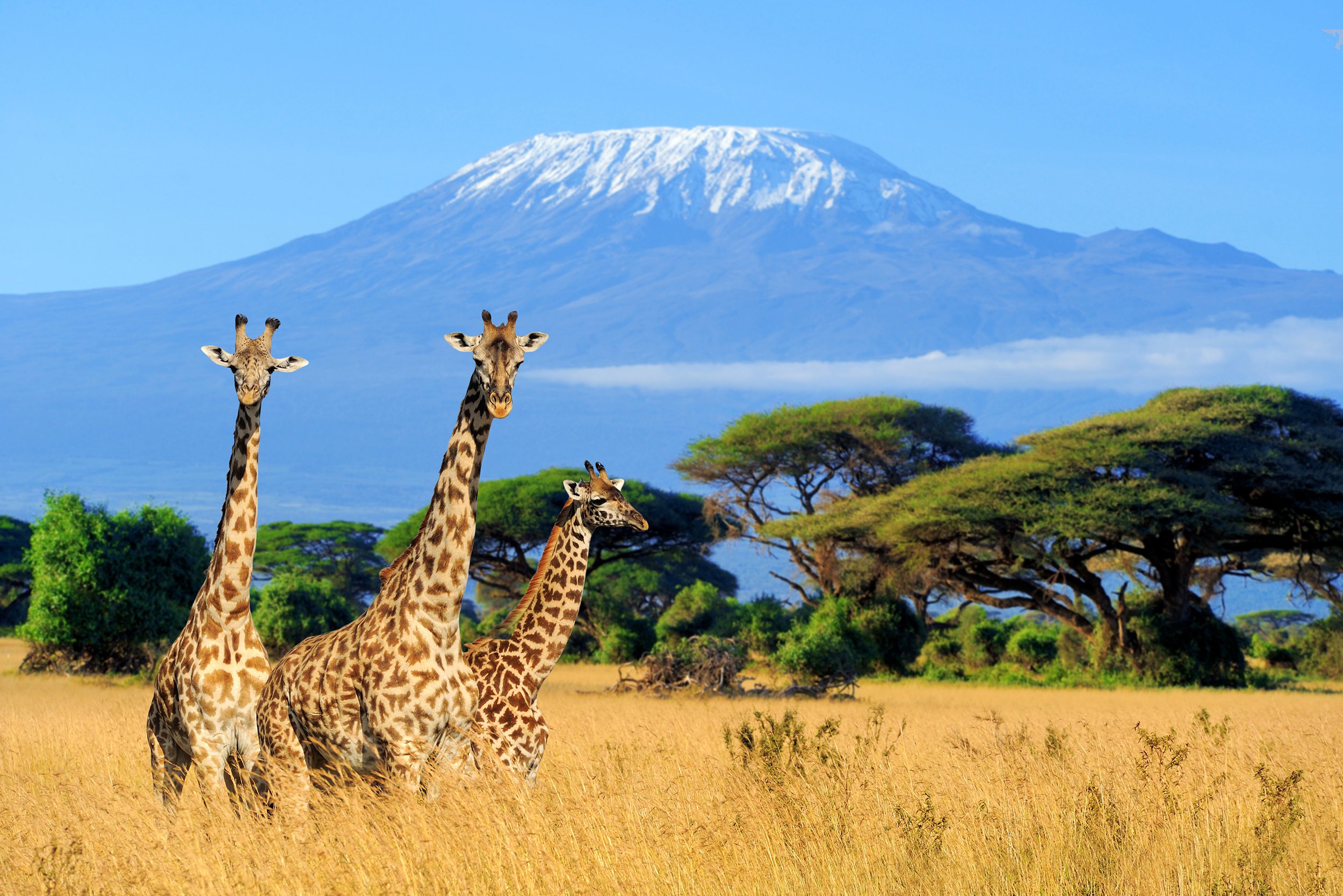 three giraffe in National park of Kenya