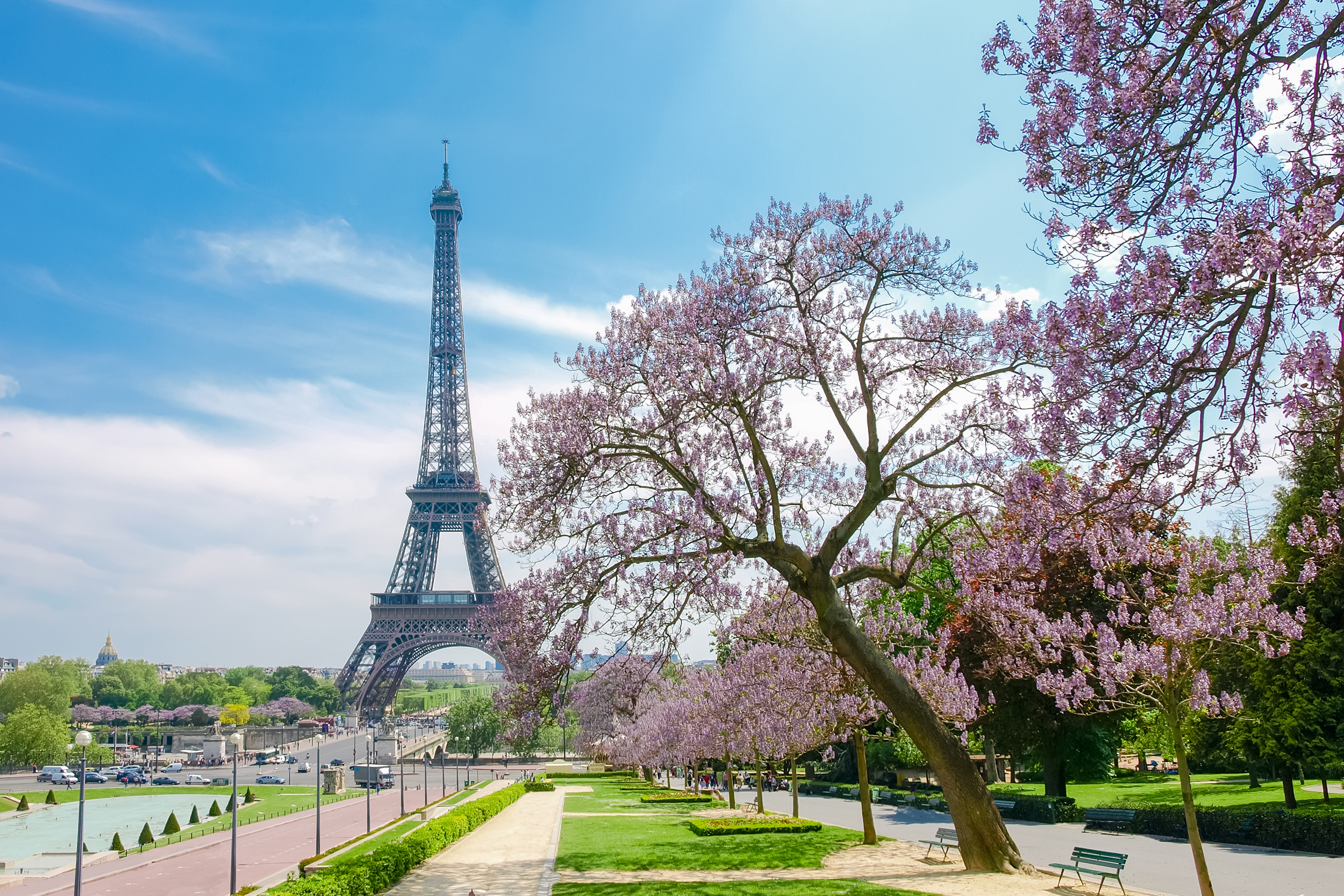 Paris in the spring with view of Eiffel Tower and cherry blossoms