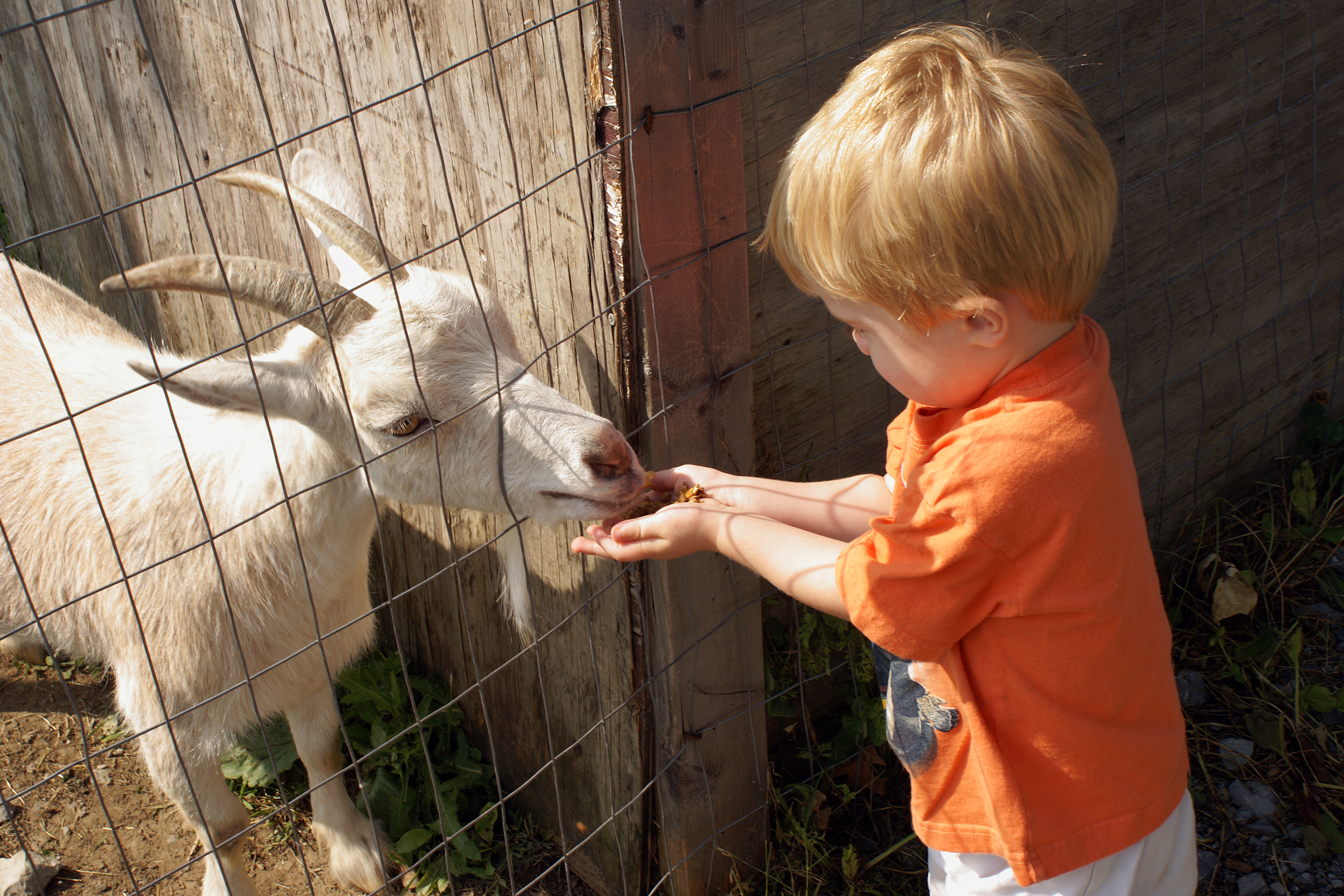 Little boy feeding a goat at a petting zoo