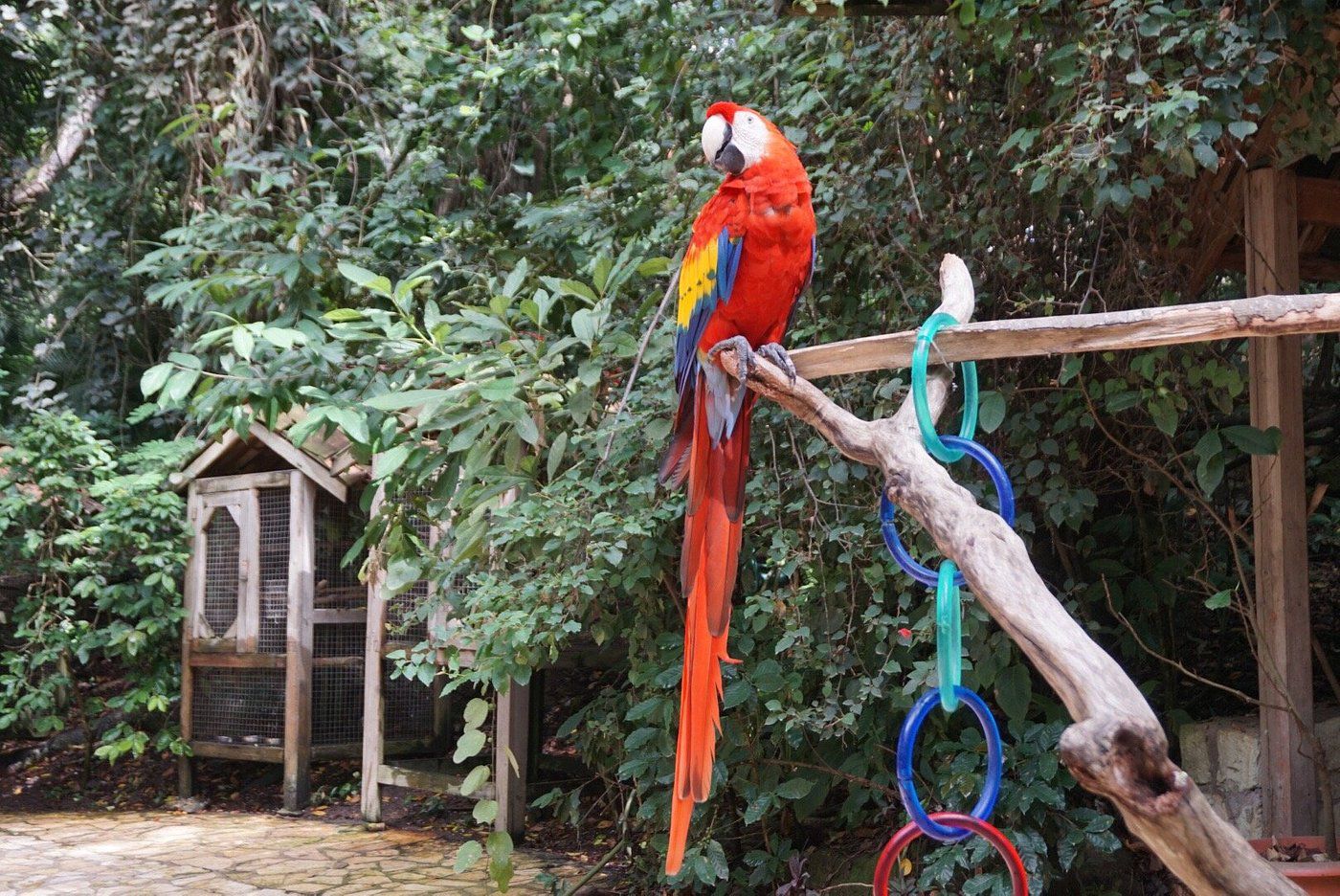 Macaw Mountain Bird Reserve and Park, Copán Ruinas, Honduras