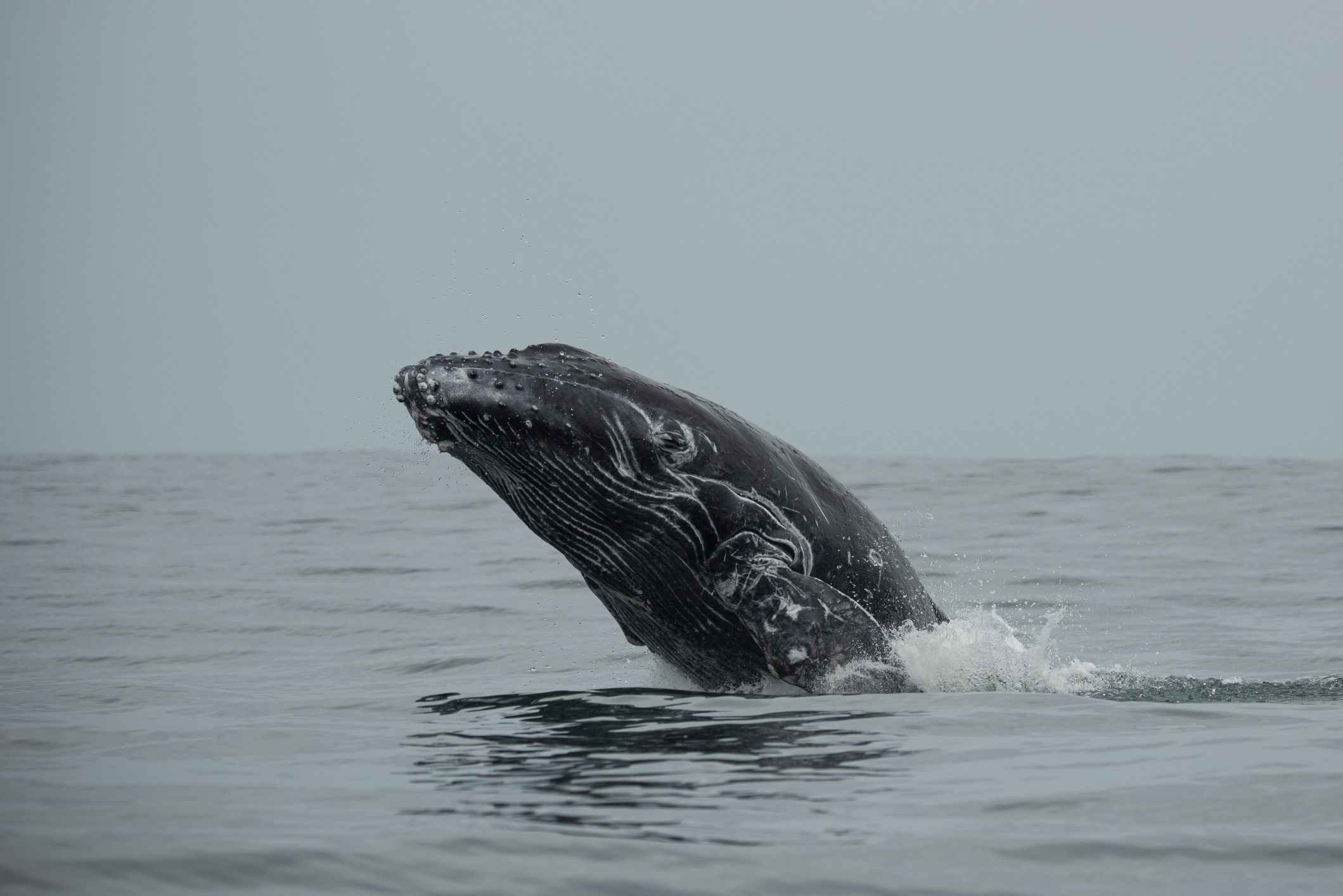 Humpback whale, Marina Balleno National Park, Uvita, Costa Rica