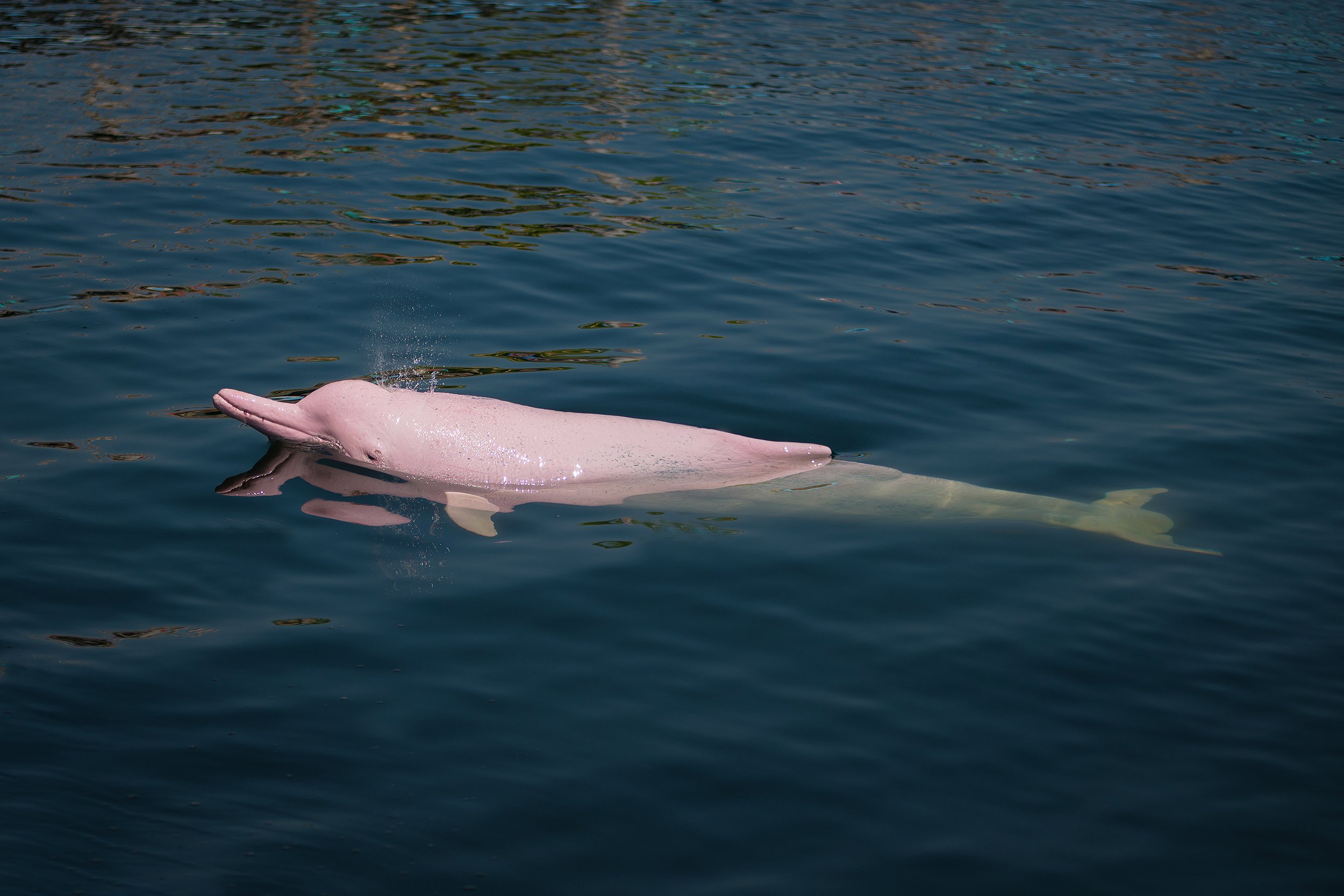 pink Amazon river dolphin