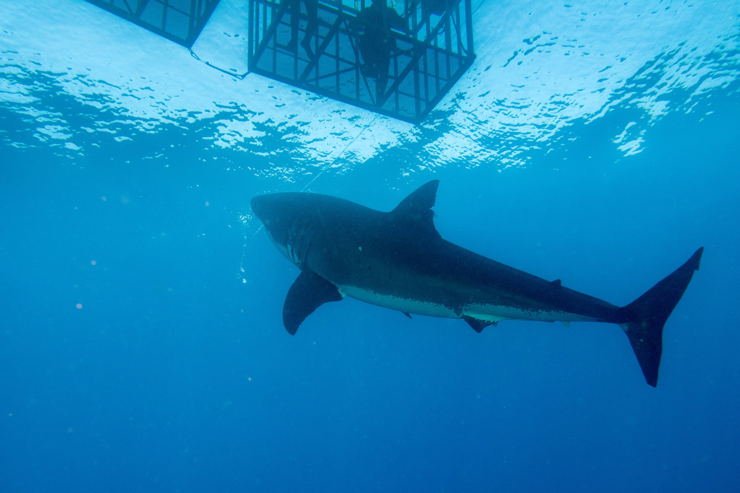 divers in a cage with Great White shark underwater