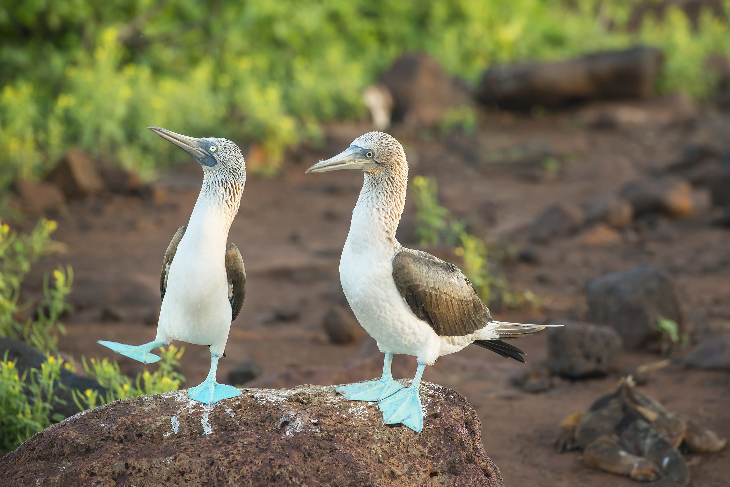 blue-footed boobies in Galapagos Islands