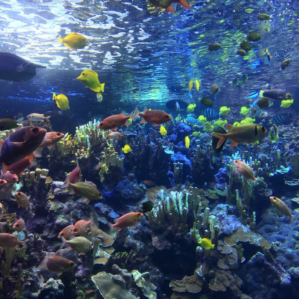 Maui Ocean Center in Wailuku, HI