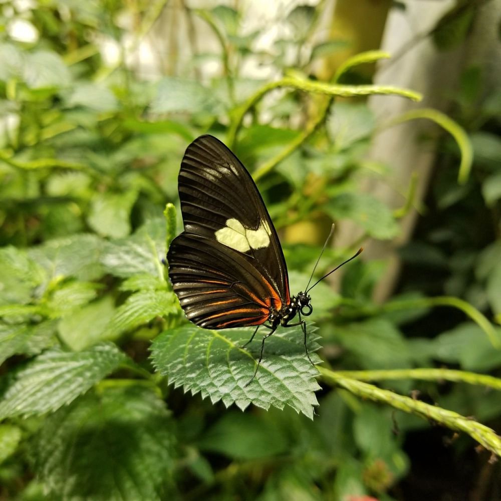Butterfly Garden and Insectarium in New Orleans, LA