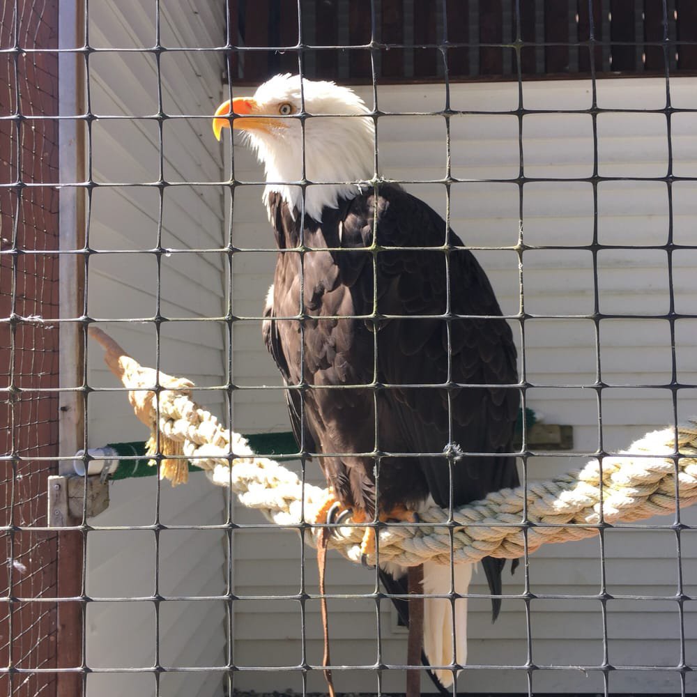 Alaska Raptor Center in Sitka, AK