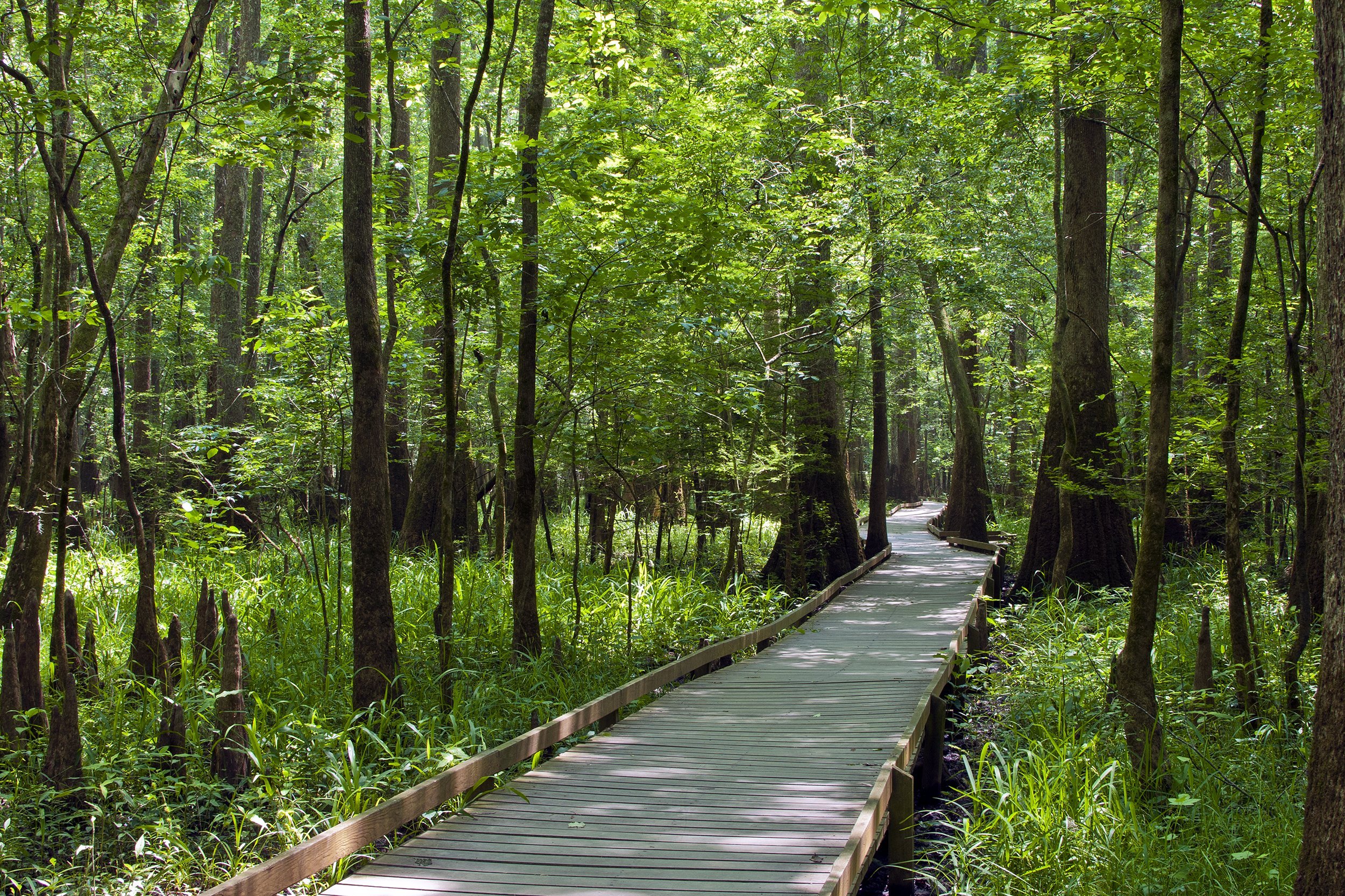 boardwalk at Congaree Swamp National Park