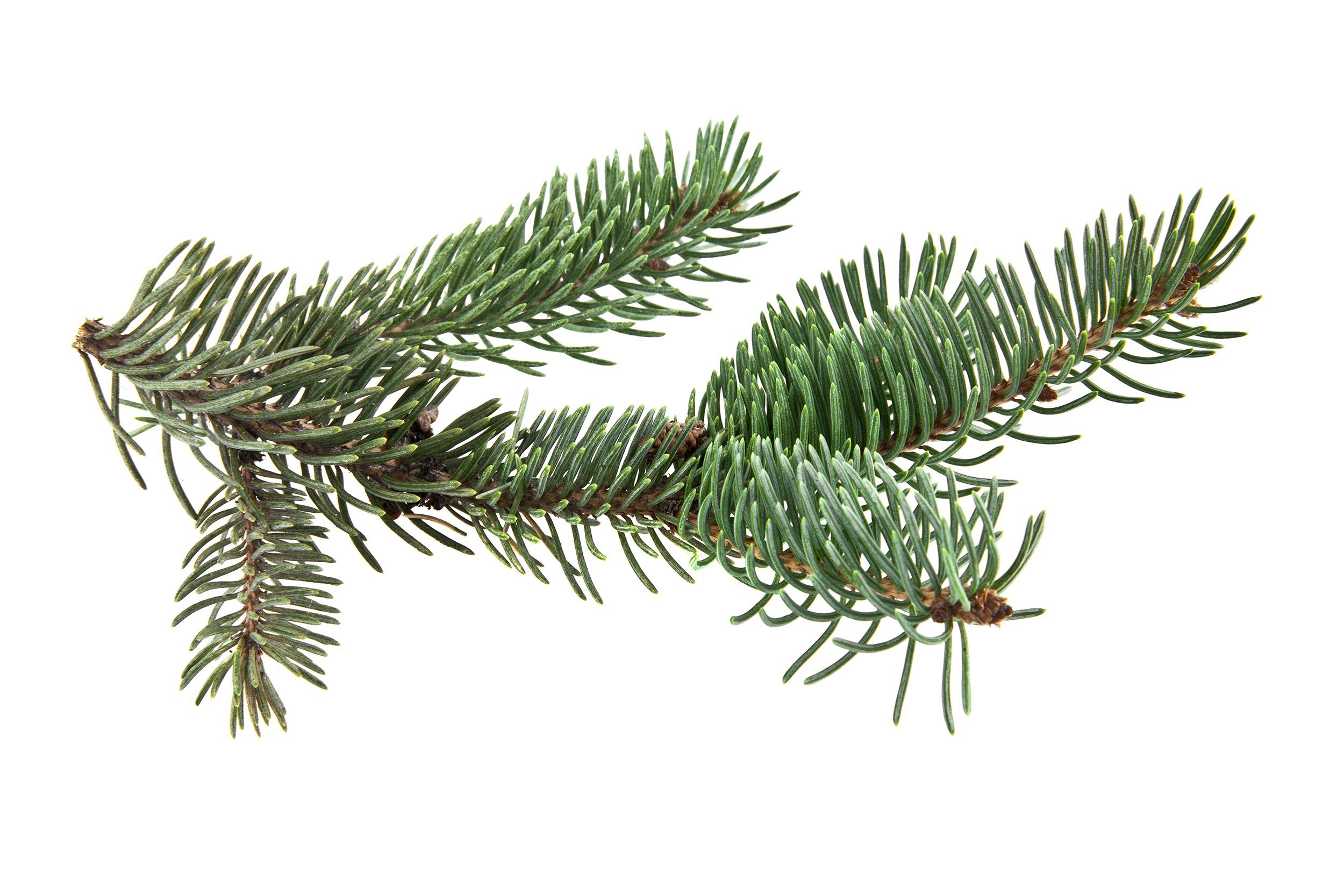 Pine