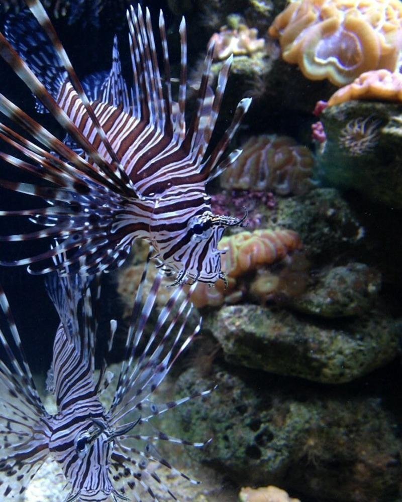 The Interactive Aquarium Cancún