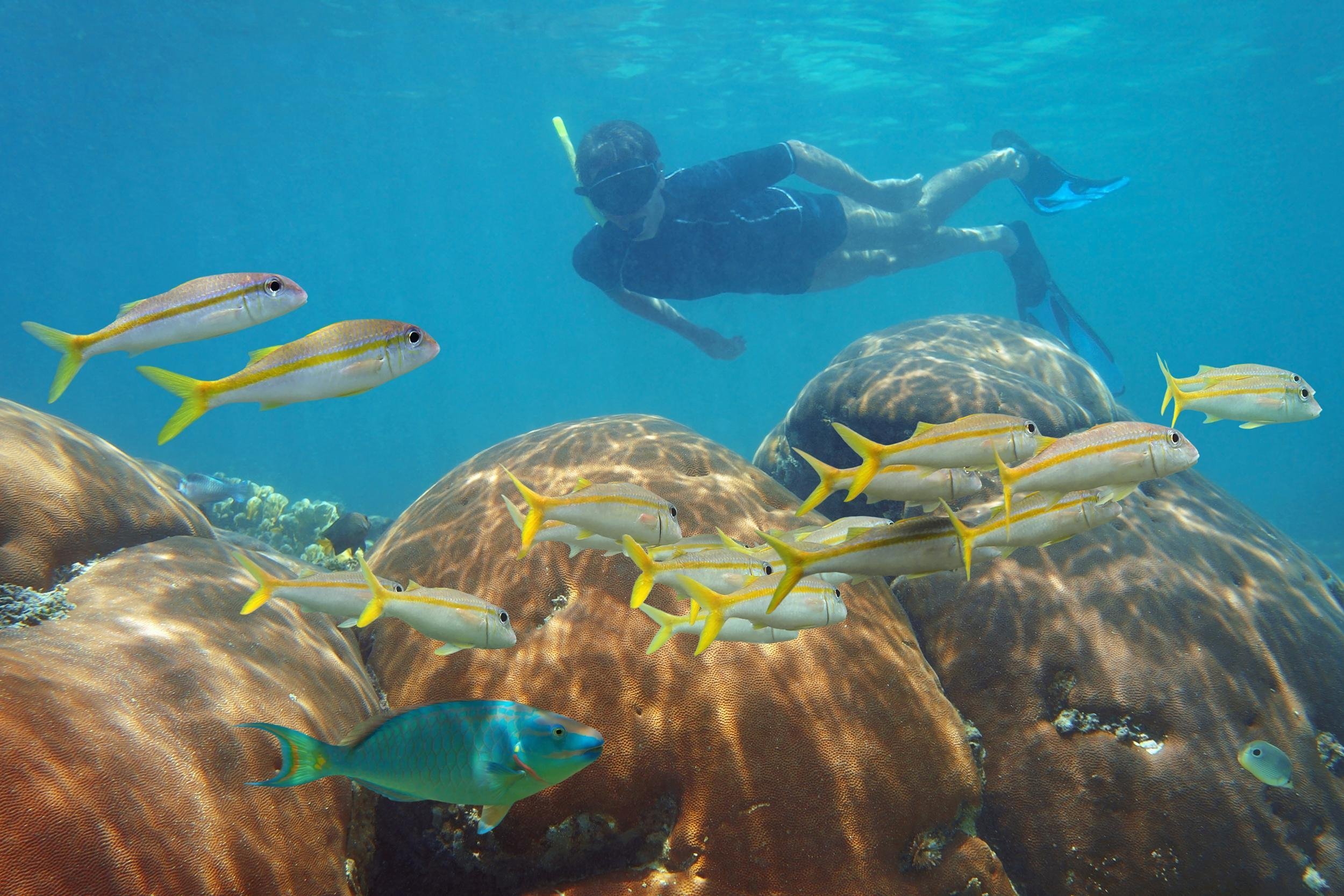 underwater scene with man snorkeling in a coral reef