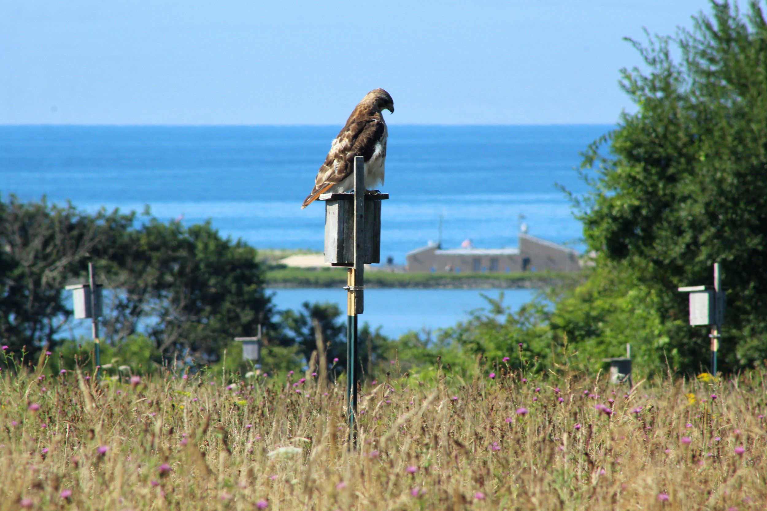 Norman Bird Sanctuary, Middletown, Rhode Island