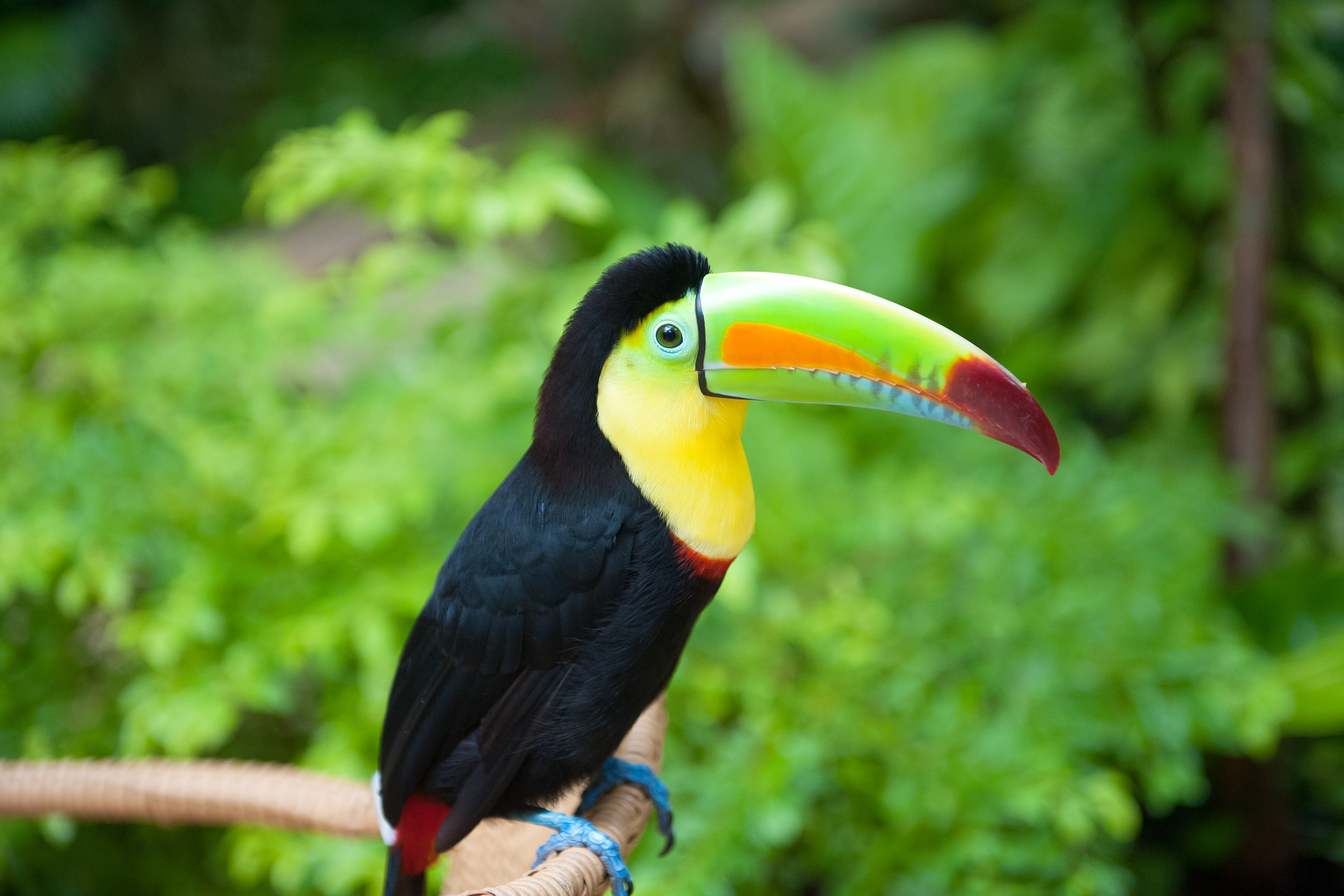 Toucan in Cancun