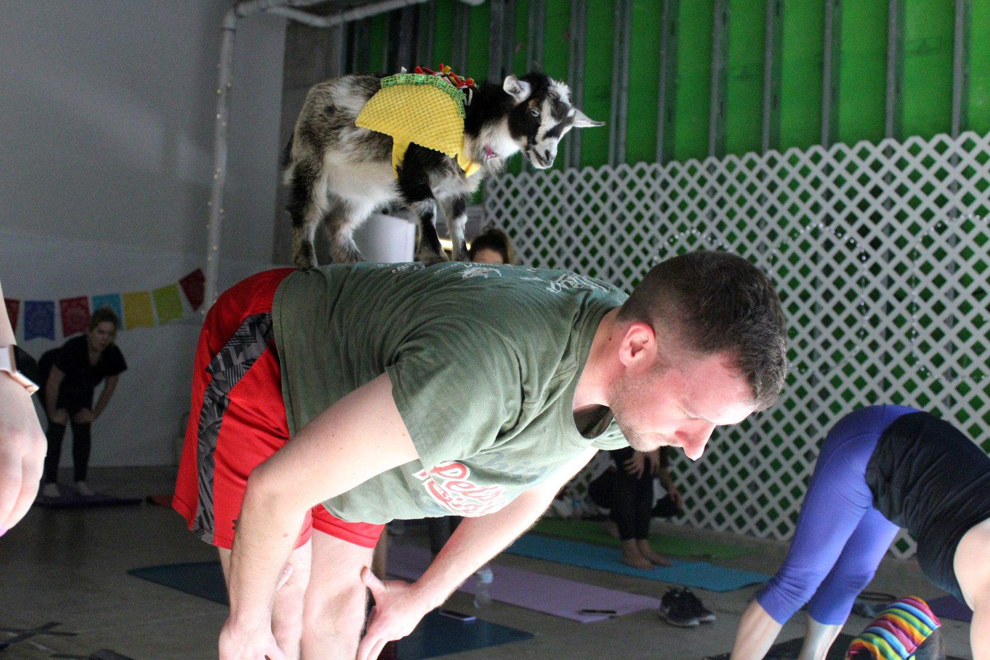 Man doing goat yoga