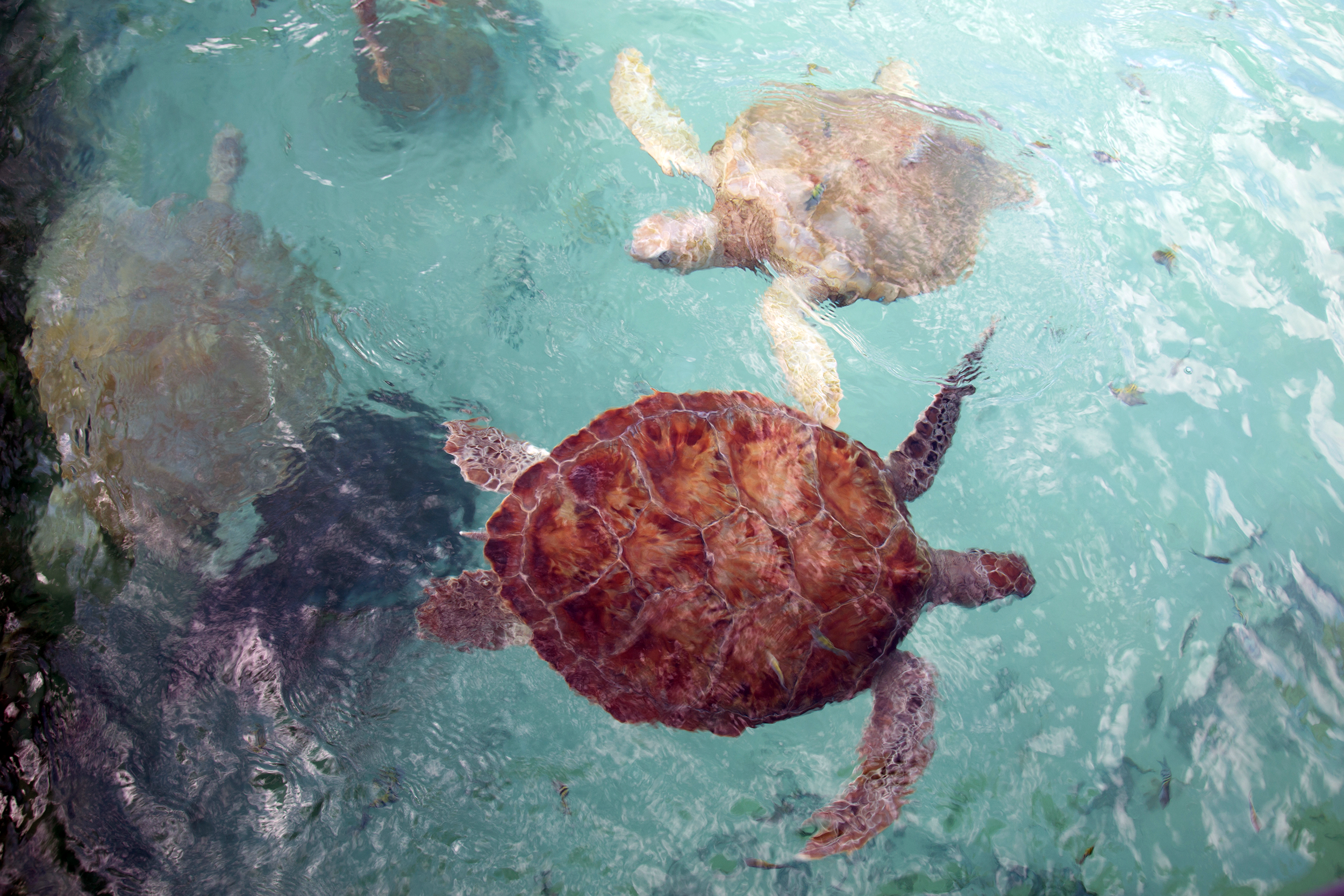 Tortugranja