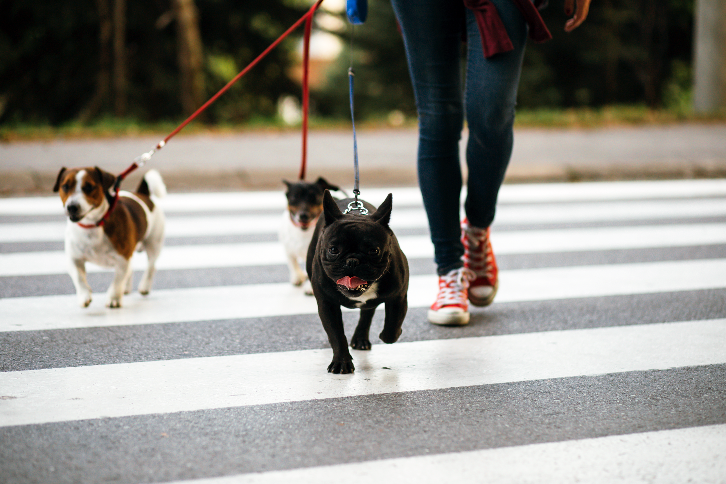 Walking dogs