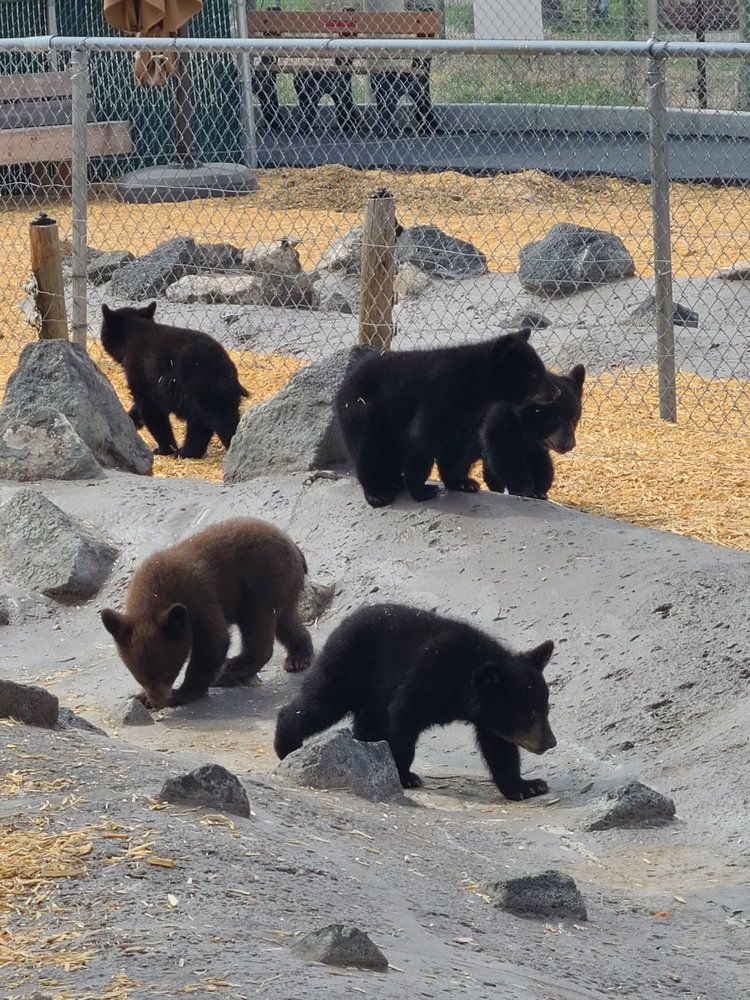 Yellowstone Bear World, Rexburg, Idaho