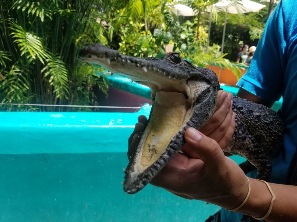 Croco Cun Zoo