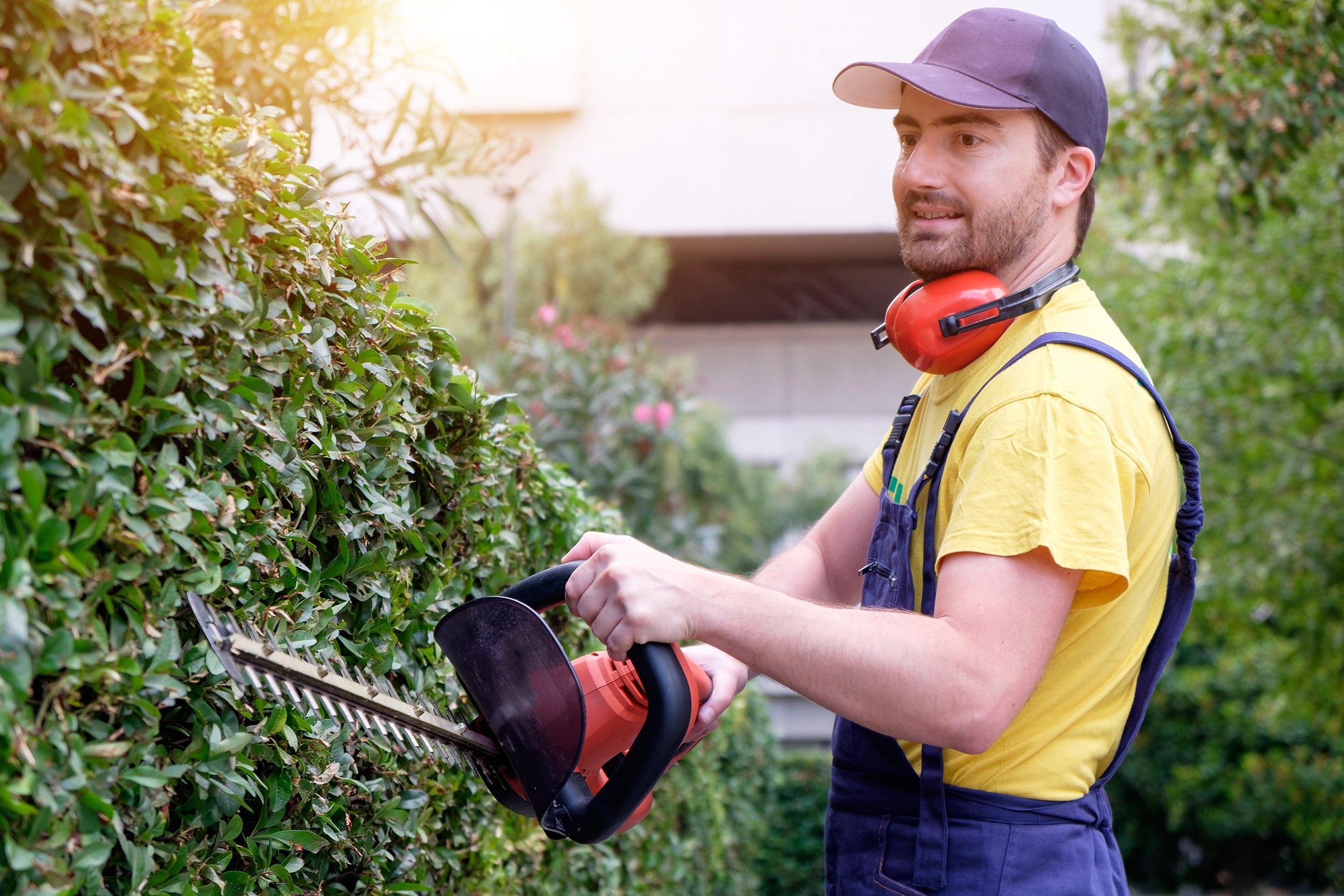 gardener using an hedge clipper in the garden