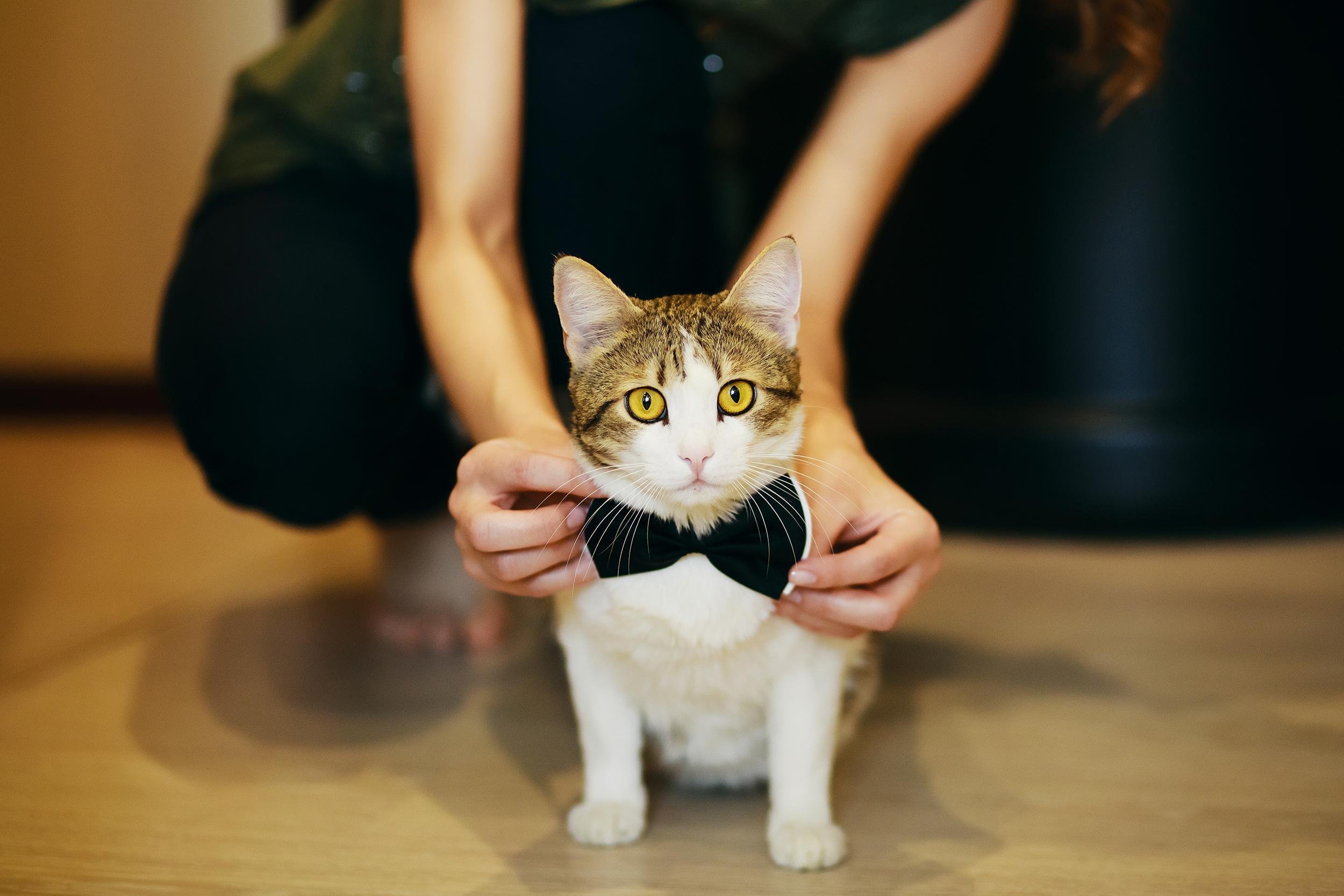 cat wearing black grooms bow tie