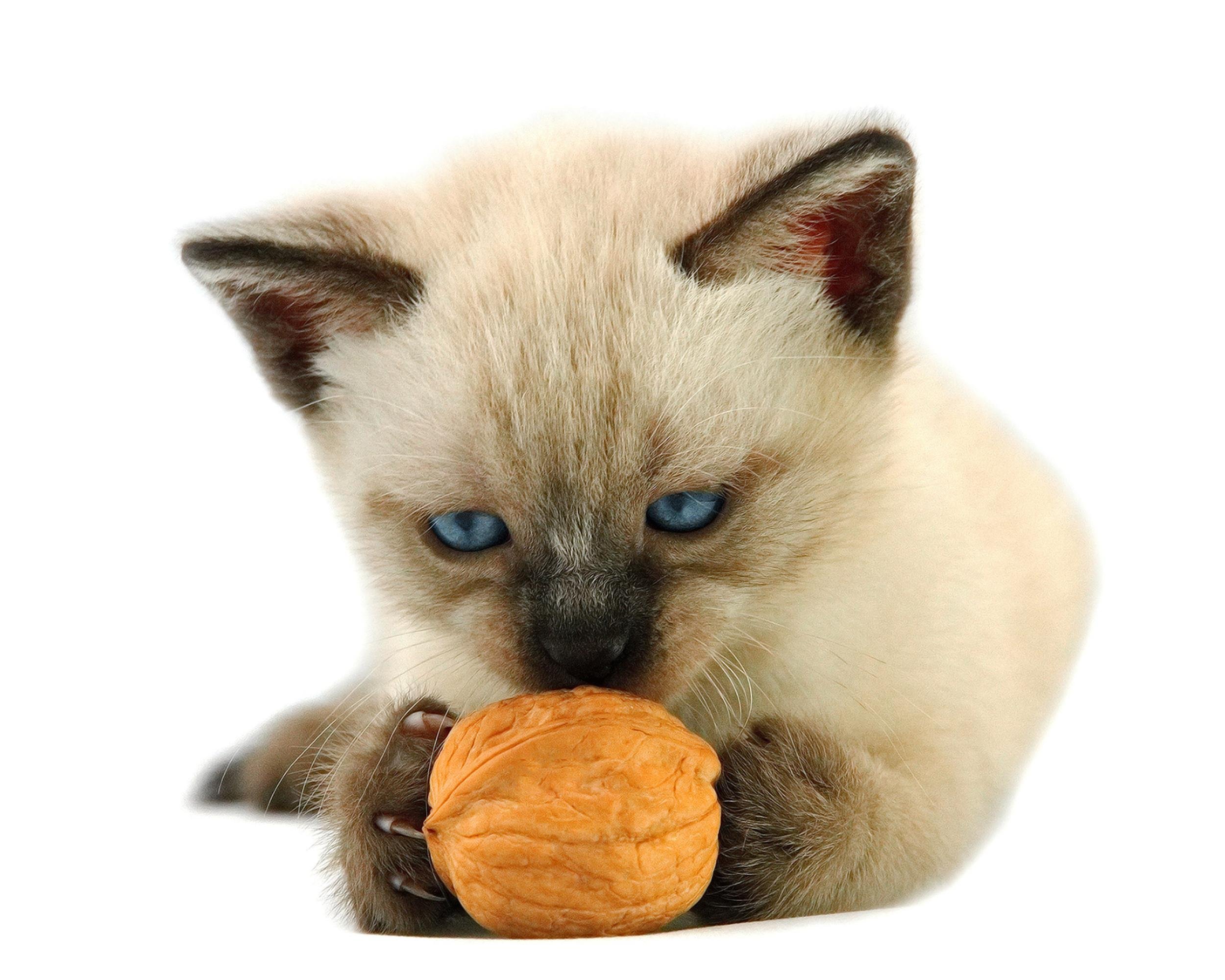 kitten playing with walnut